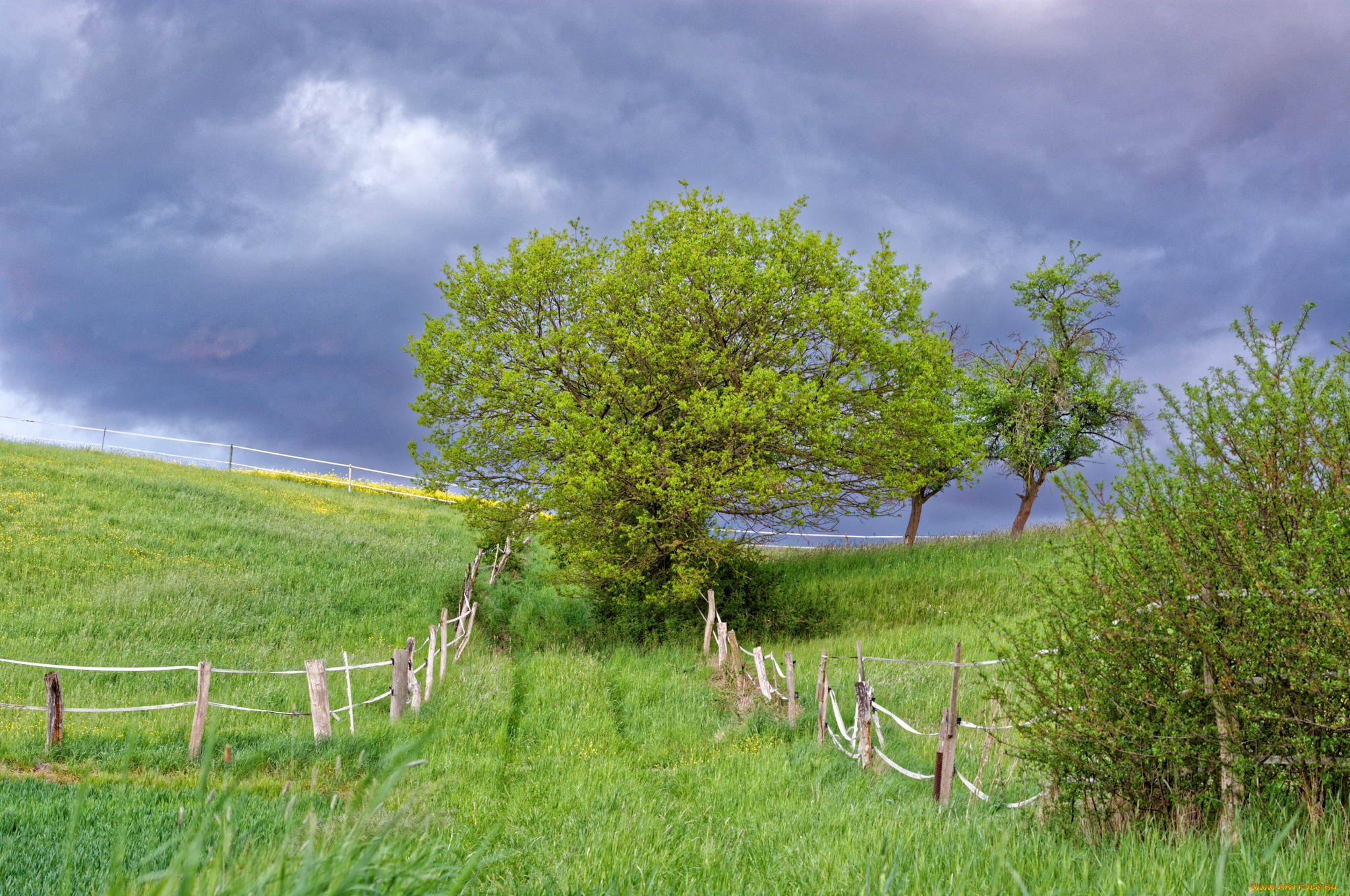 природа, поля, поле, изгородь, деревья, тучи
