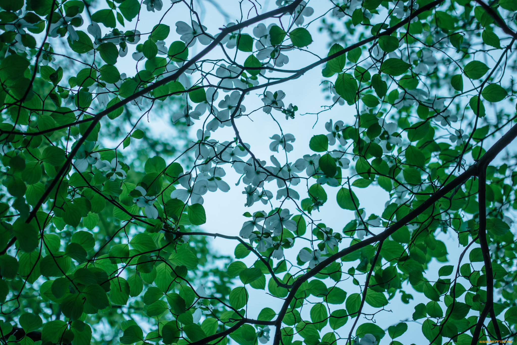 цветы, кизил, цветение, дерево, ветки, весна