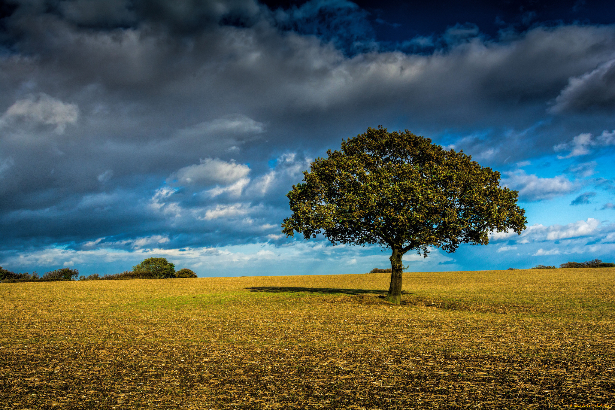 природа, деревья, дерево, поле