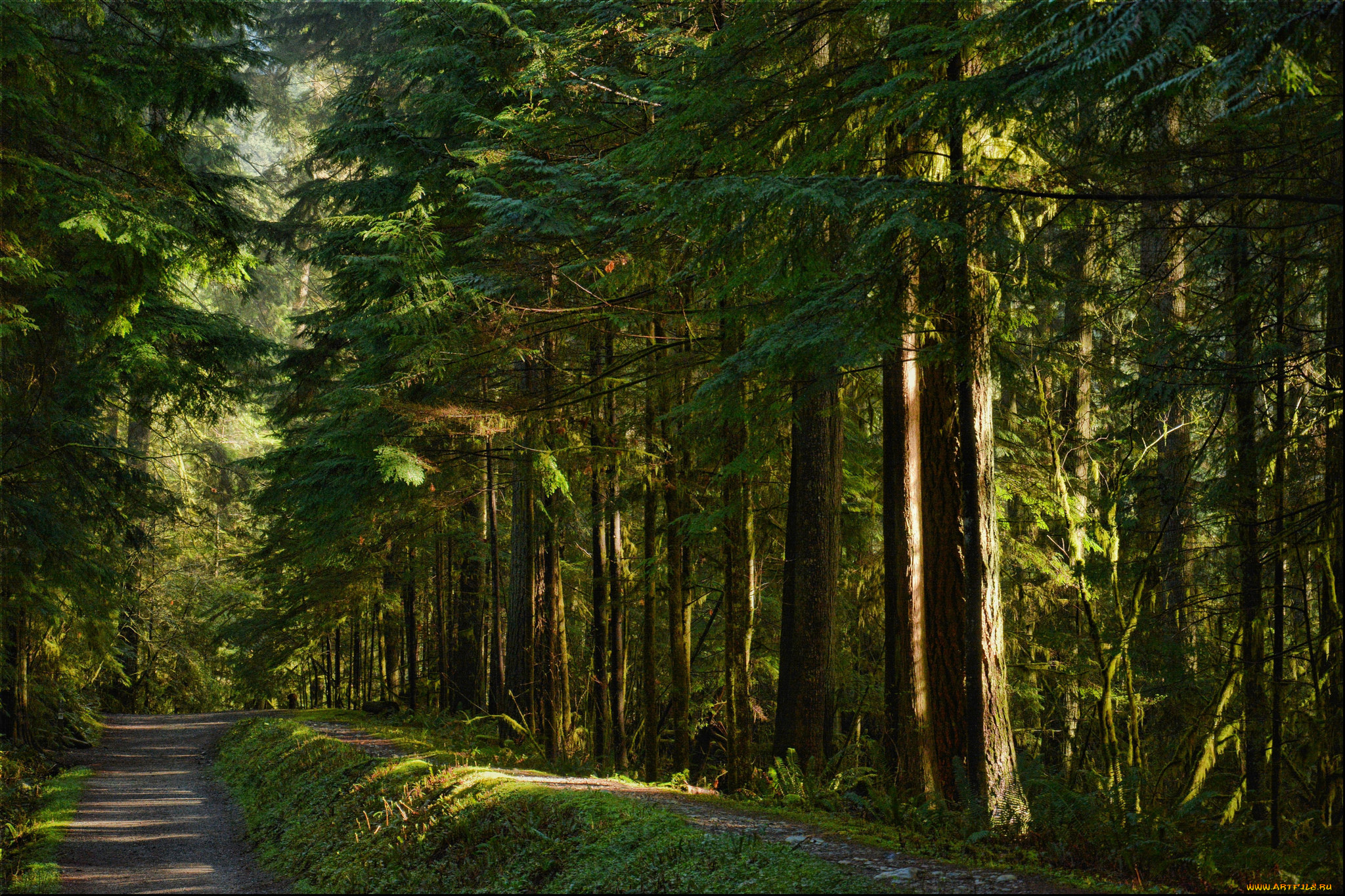 природа, дороги, тропа, лес