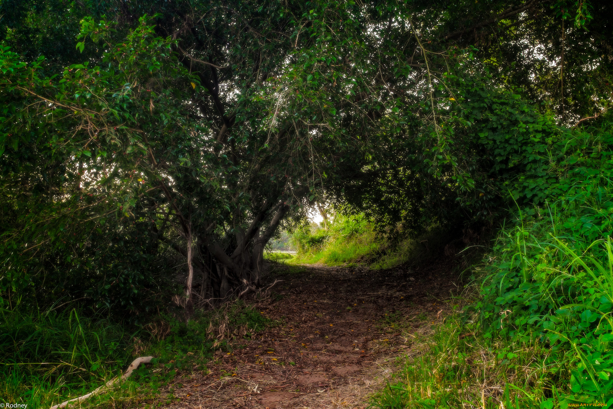 природа, дороги, тропинка, деревья
