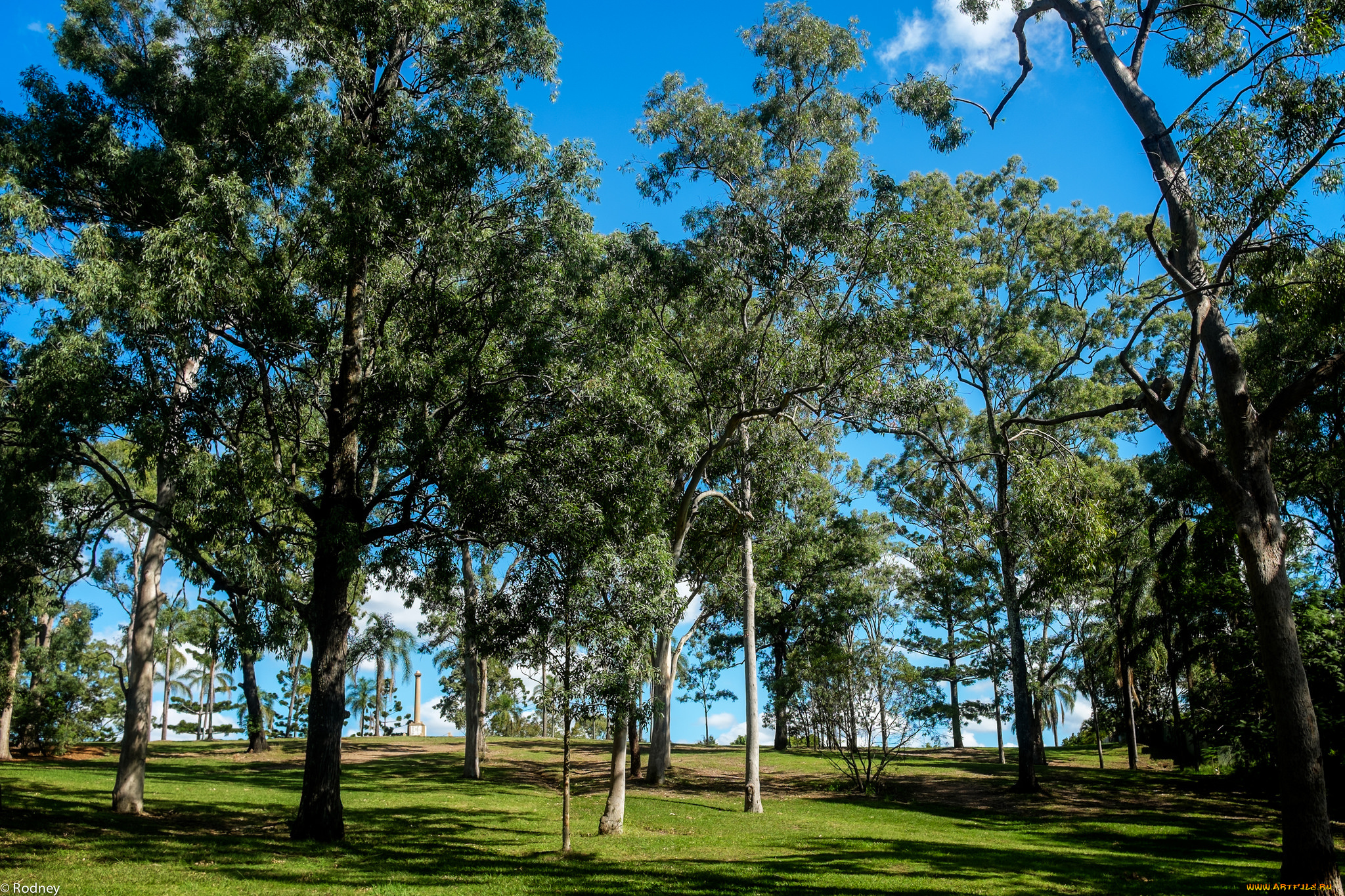 природа, парк, деревья