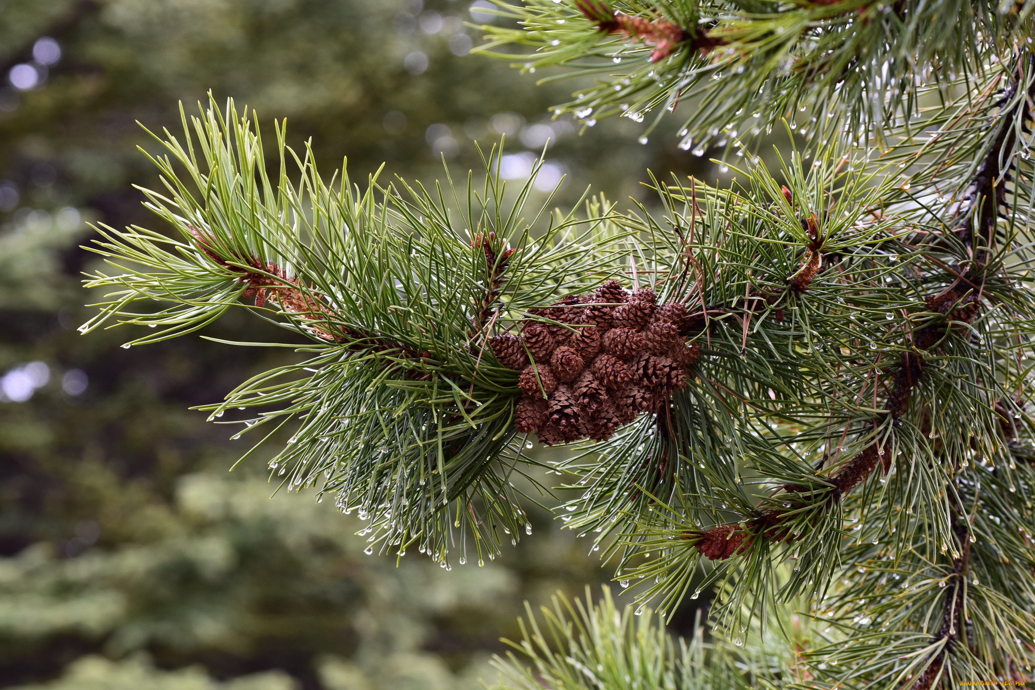 природа, шишки, , жёлуди, , каштаны, сосна