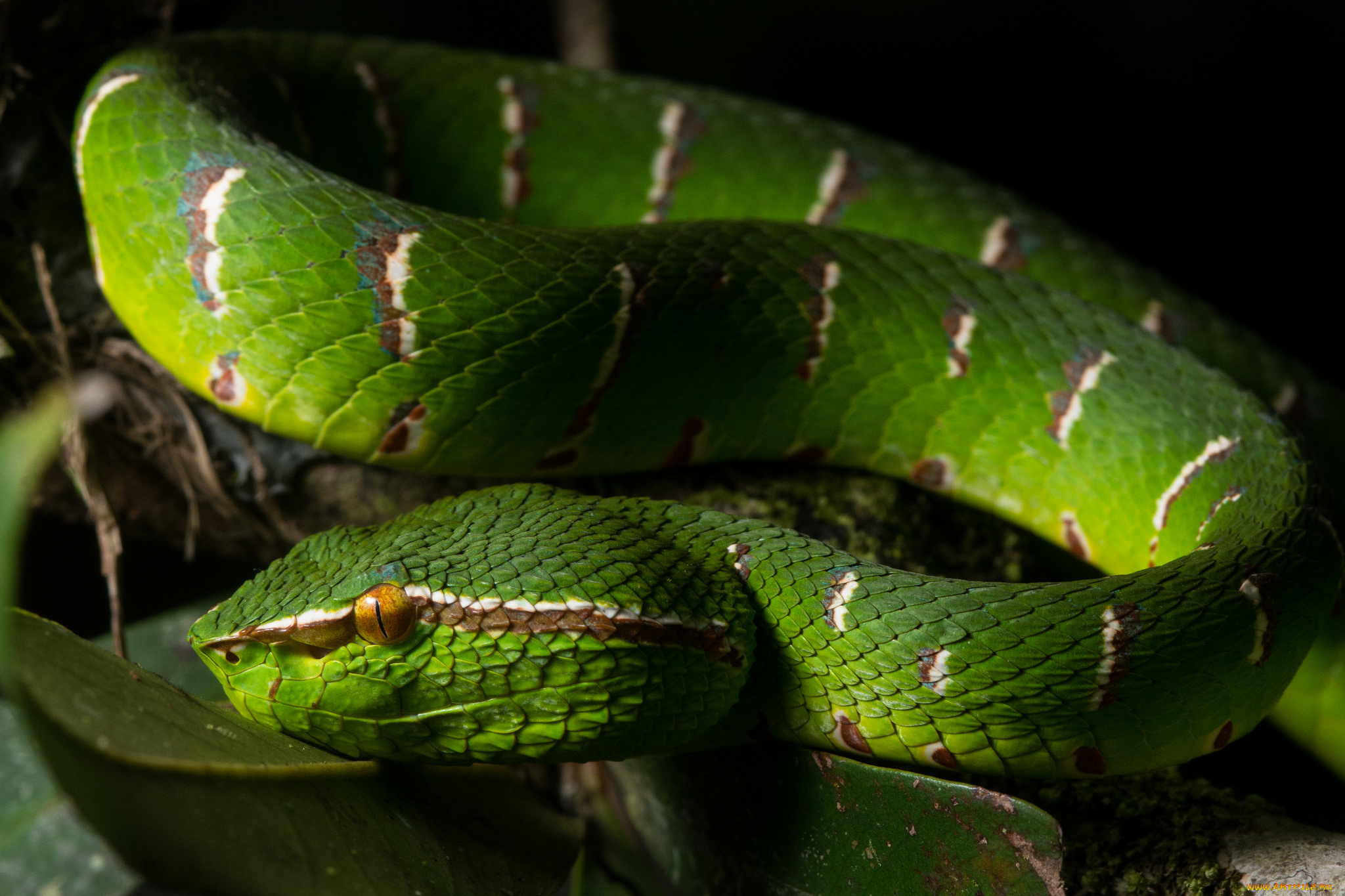 животные, змеи, , питоны, , кобры, зеленая, змея