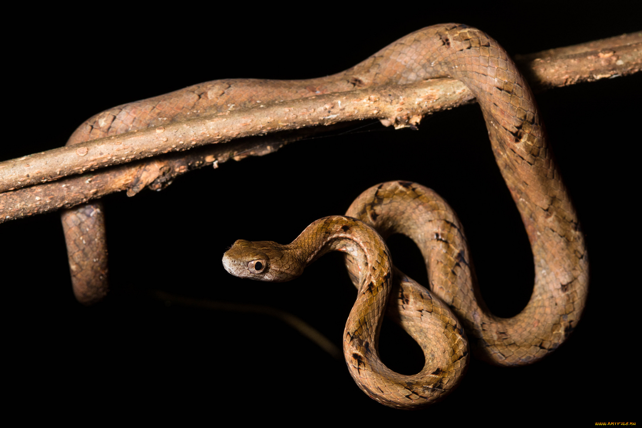 животные, змеи, , питоны, , кобры, змейка