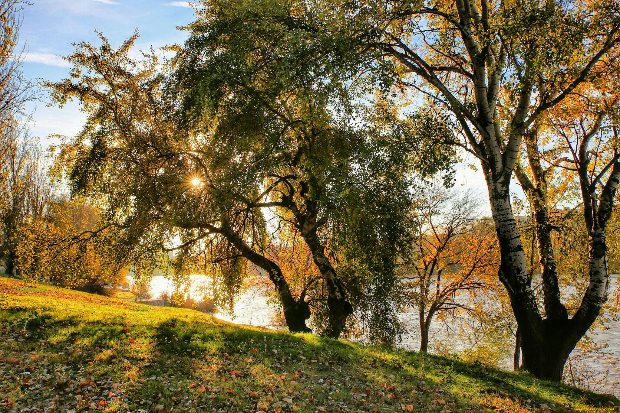 природа, восходы, закаты, река, кроны, свет