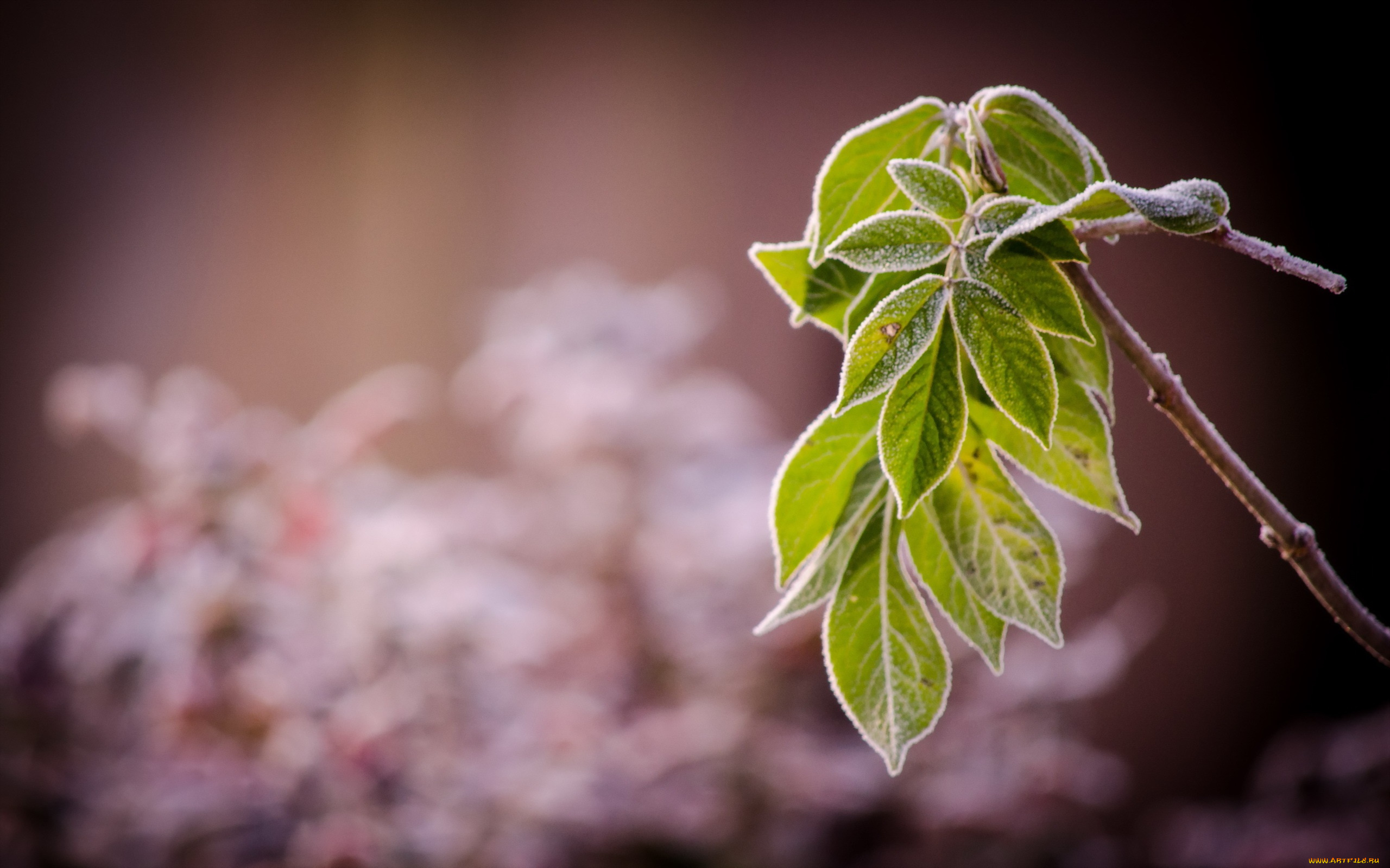 природа, листья, ветка