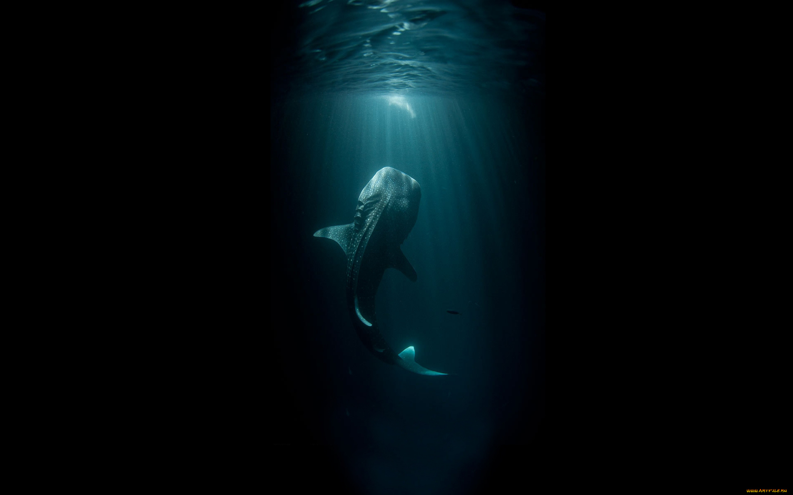 shark, животные, акулы, рыбы, море, хищник, акула