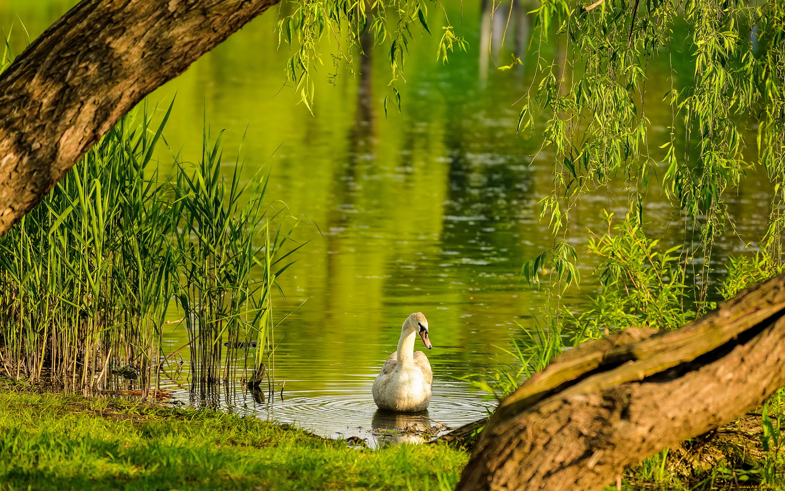 животные, лебеди, лебедь, озеро, лето