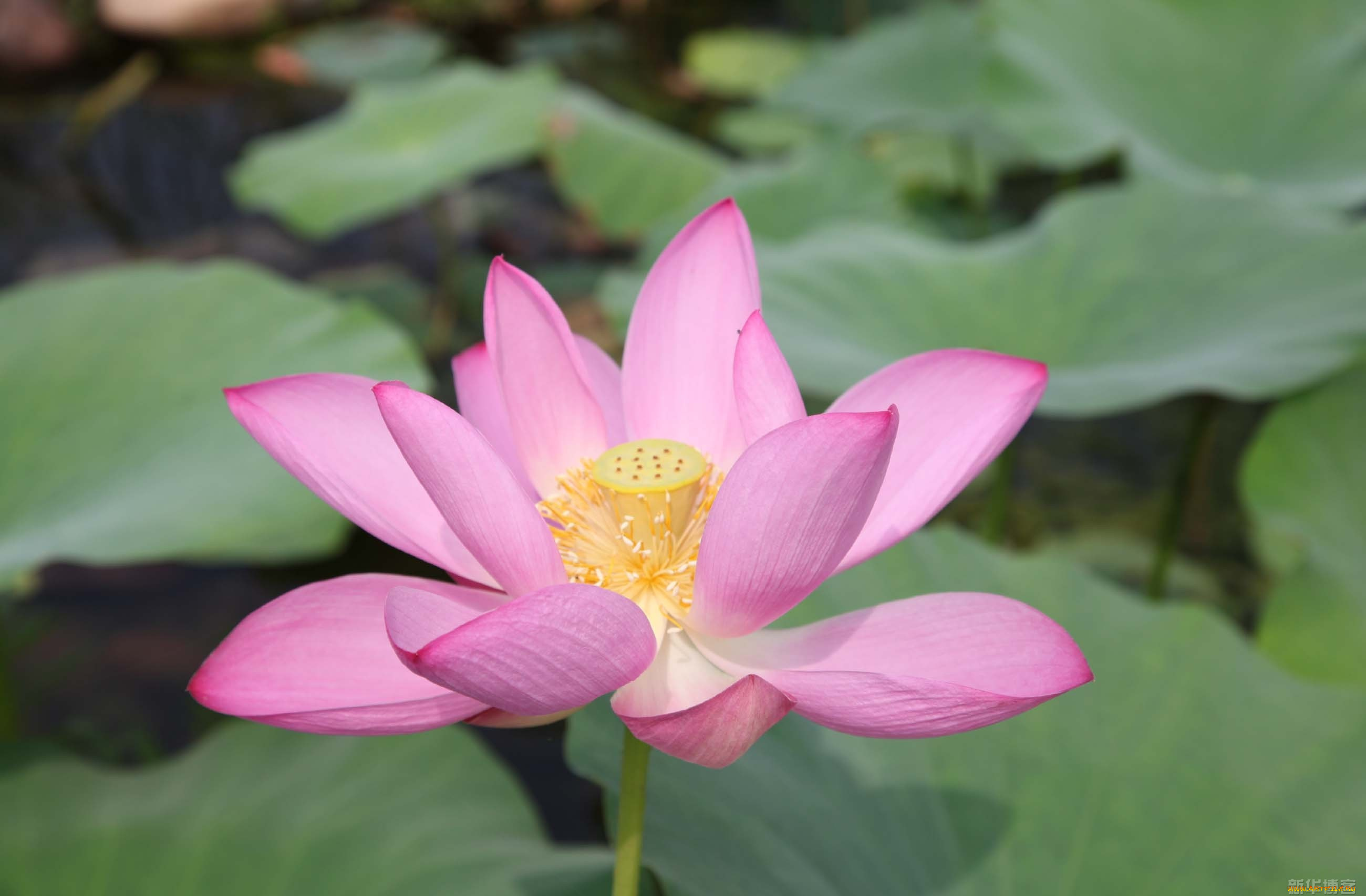 цветы, лотосы, лепестки