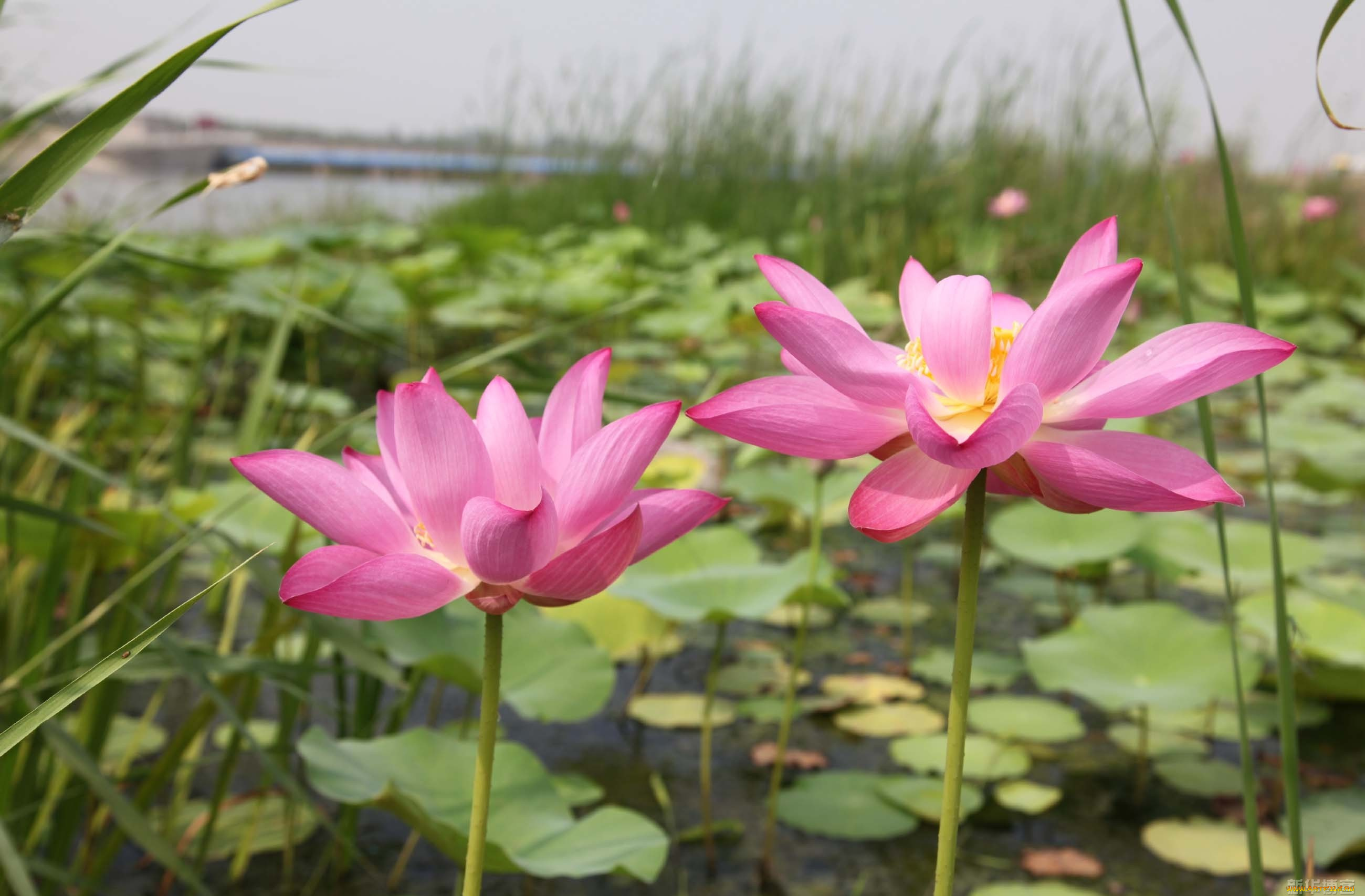 цветы, лотосы, лепестки