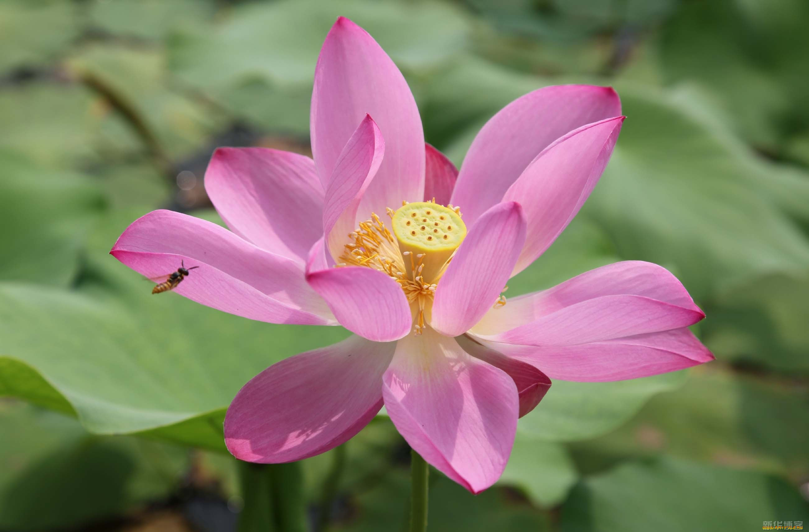 цветы, лотосы, лепестки