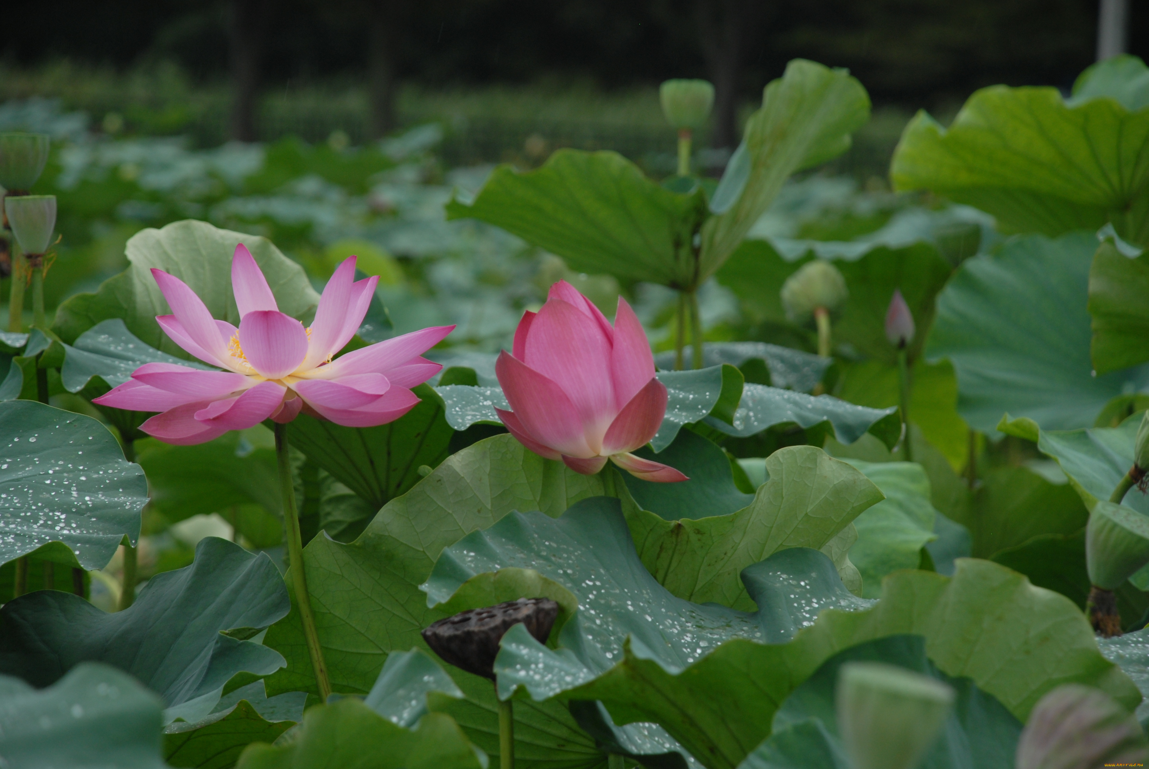 цветы, лотосы, лепестки