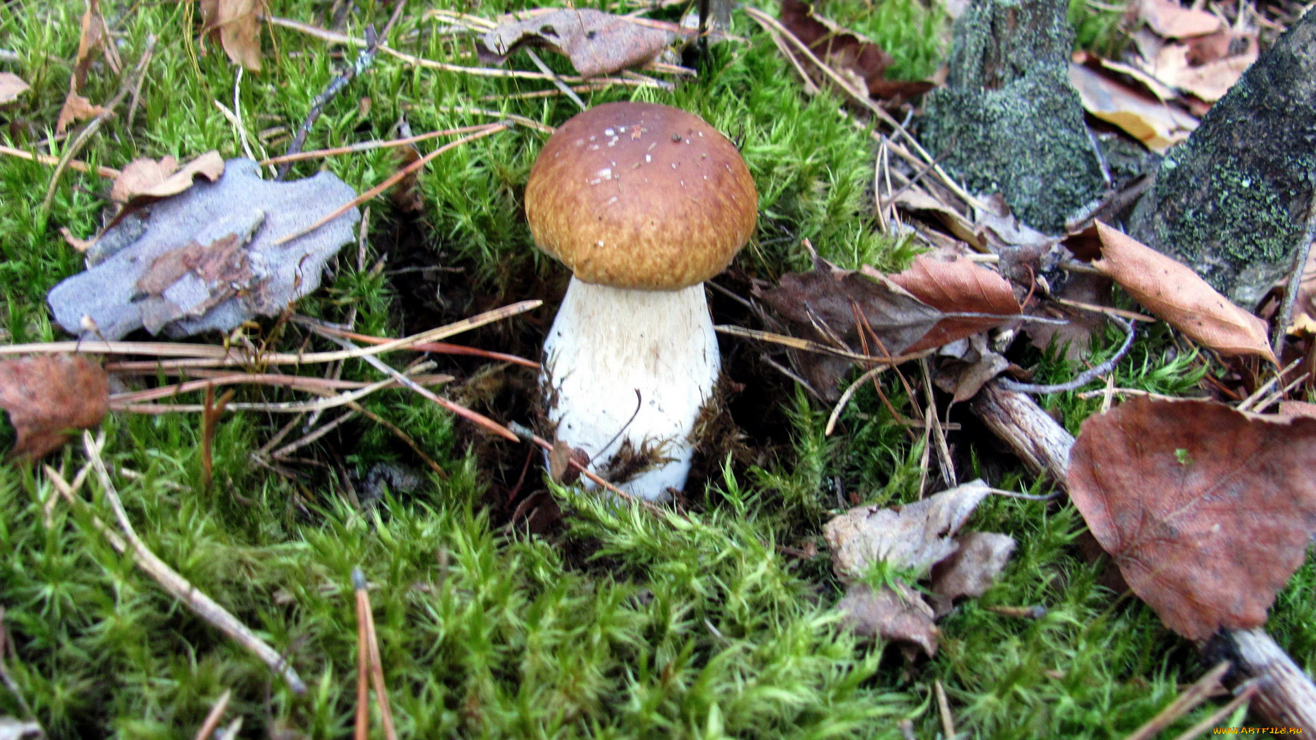 природа, грибы, боровик