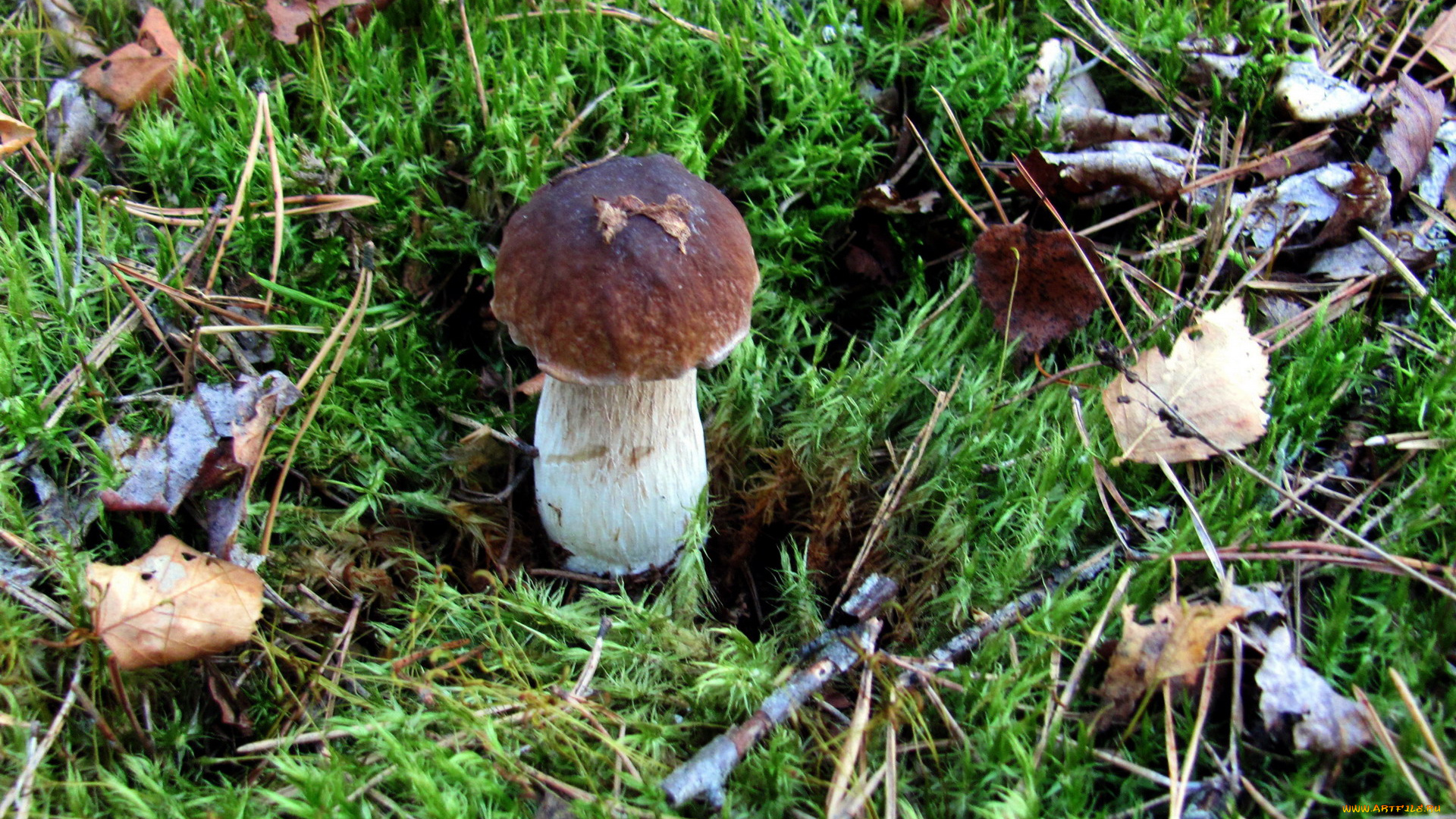 природа, грибы, боровик