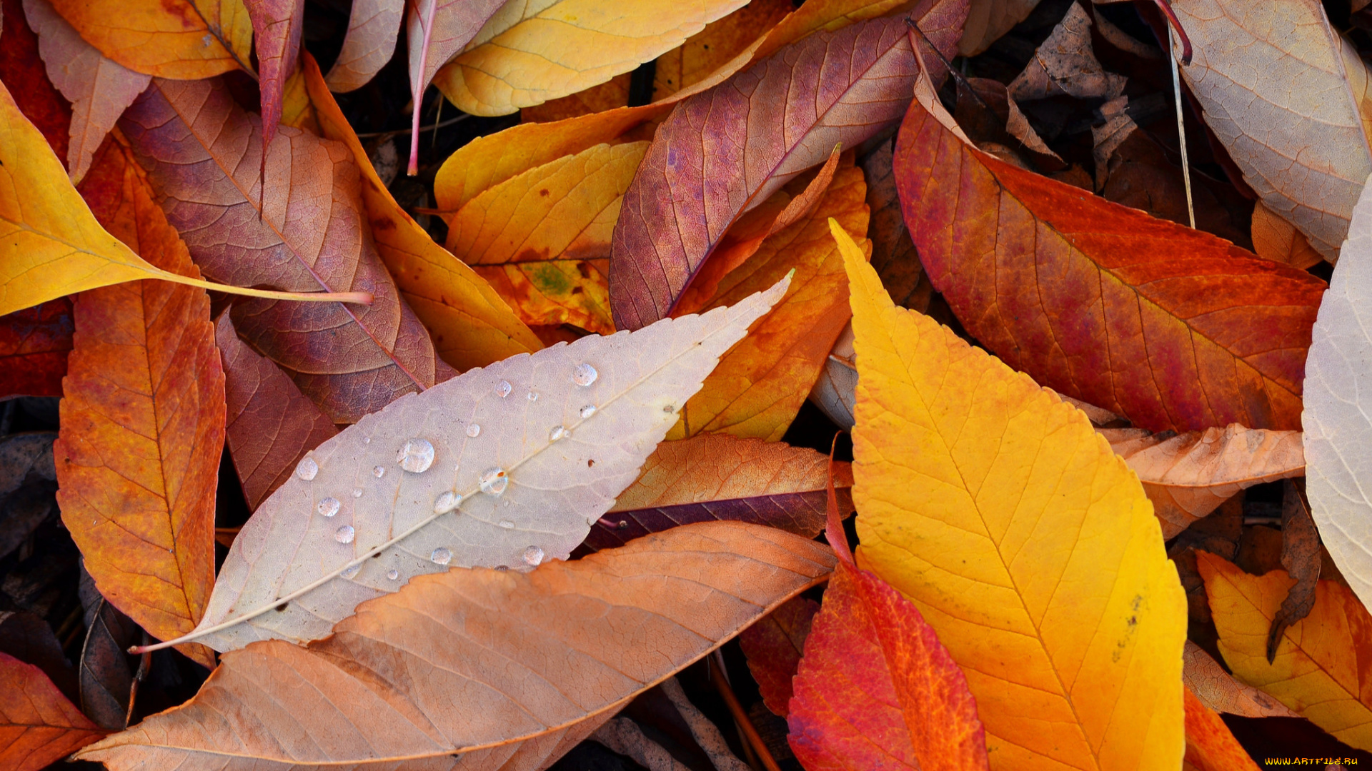 природа, листья, осень, капли