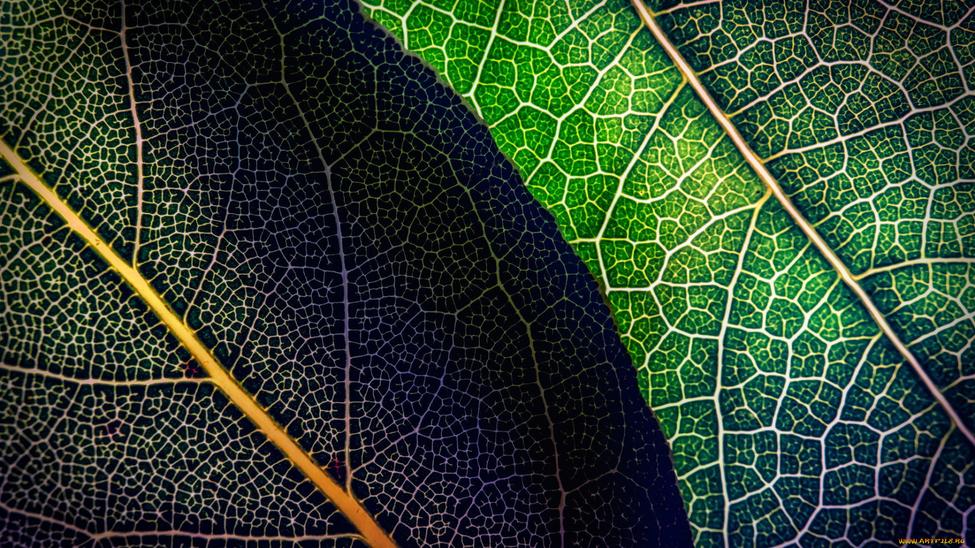 природа, макро, листья