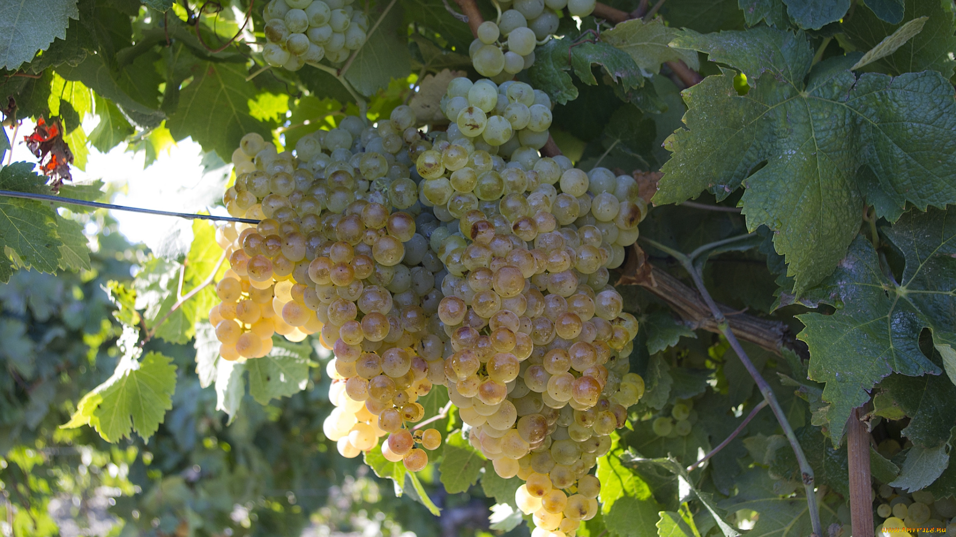 природа, Ягоды, , виноград, лоза