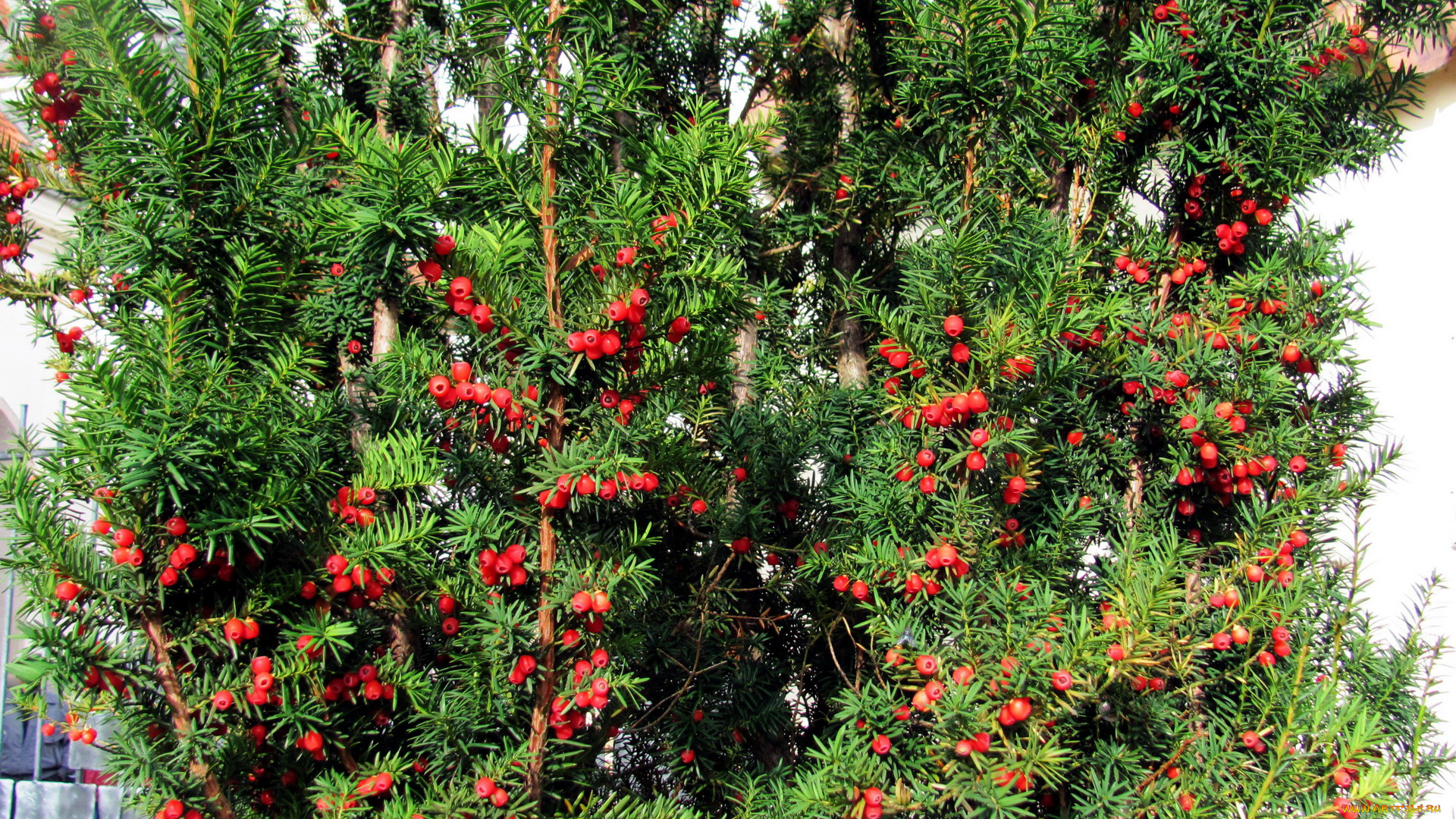 природа, Ягоды, красный, зеленый