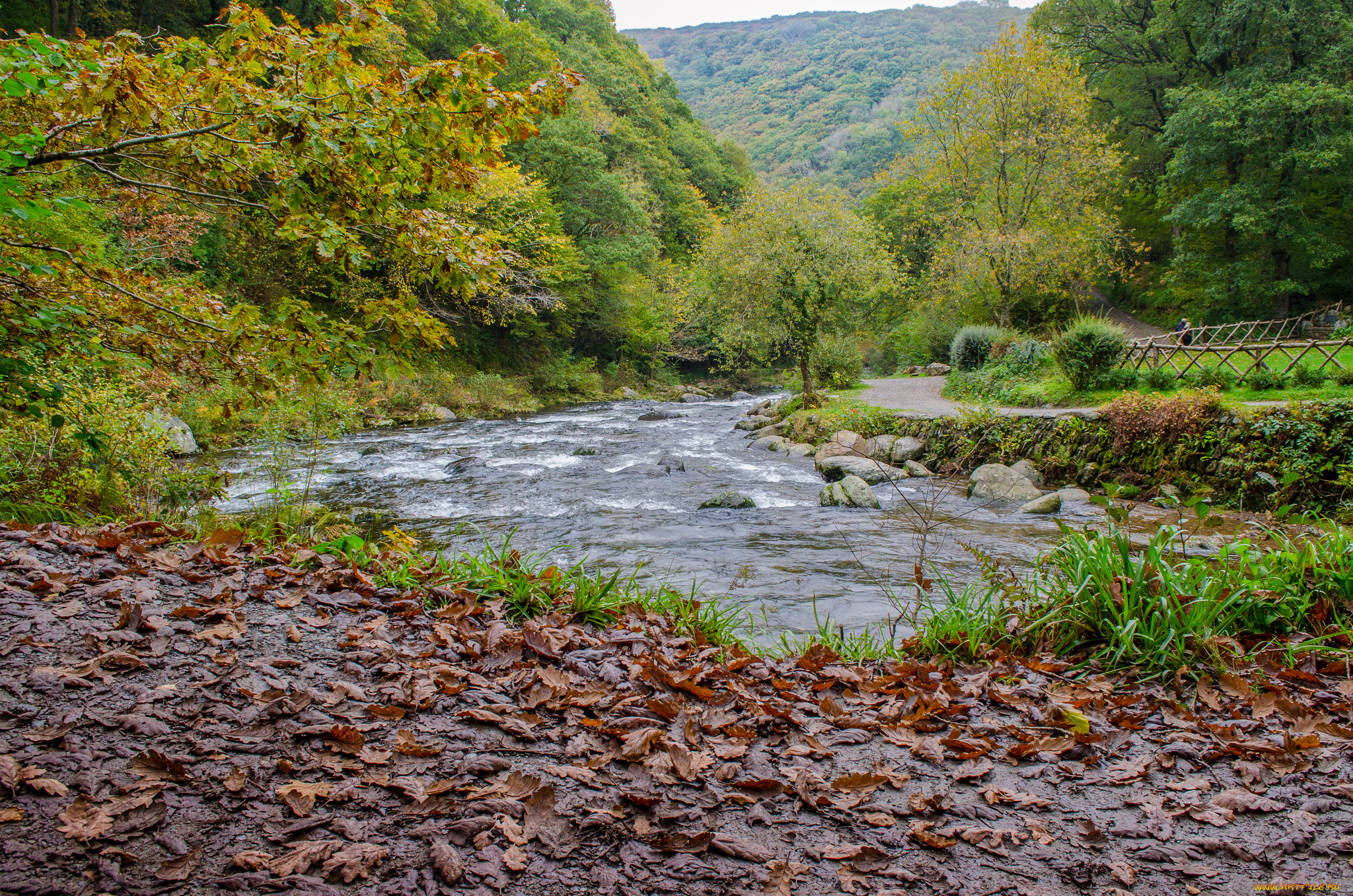природа, реки, озера, река, лес