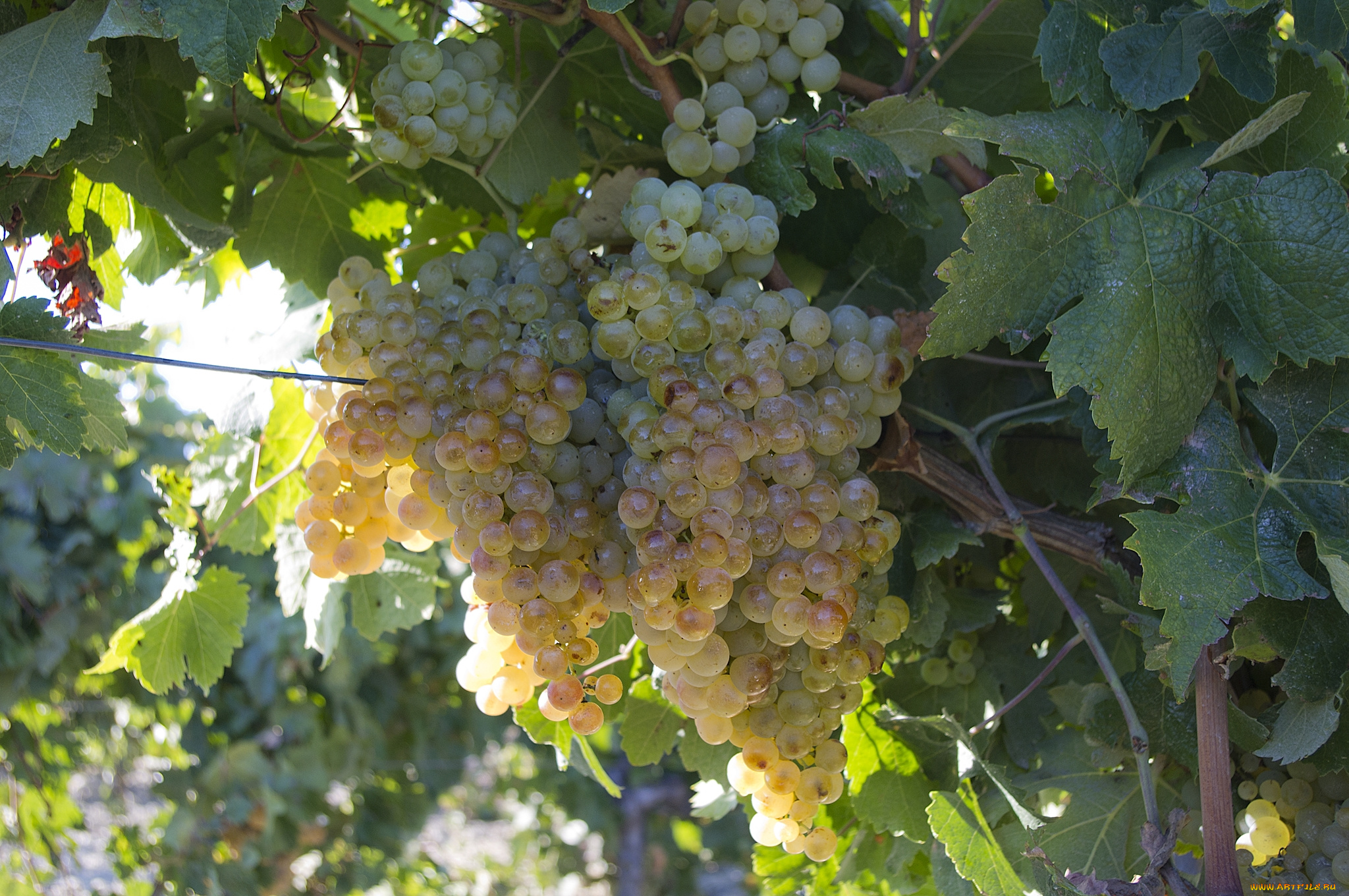 природа, Ягоды, , виноград, лоза