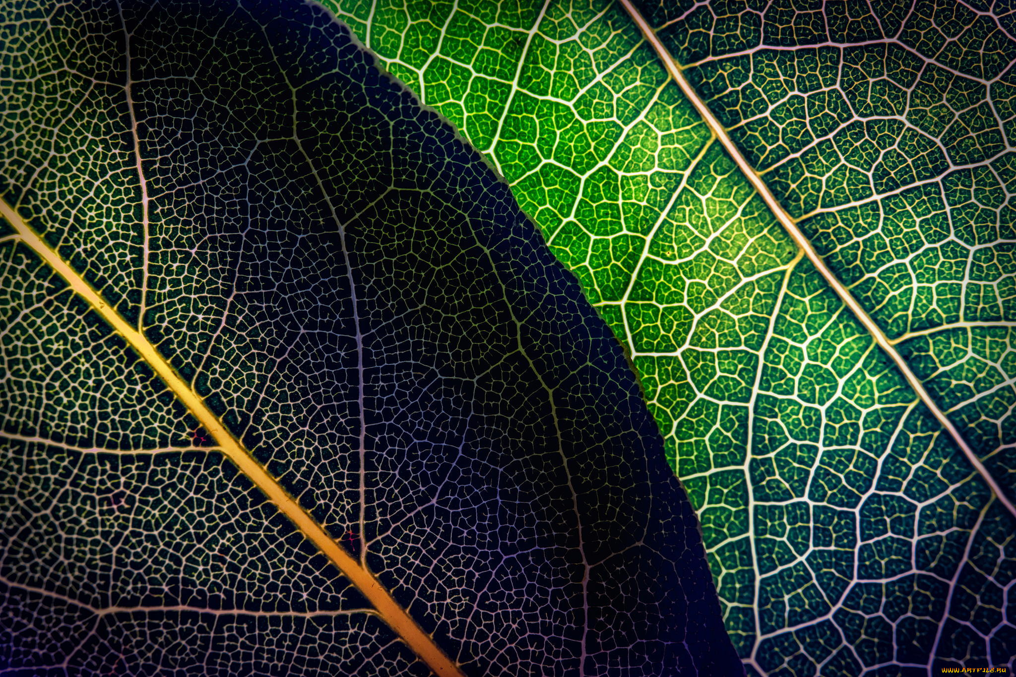 природа, макро, листья