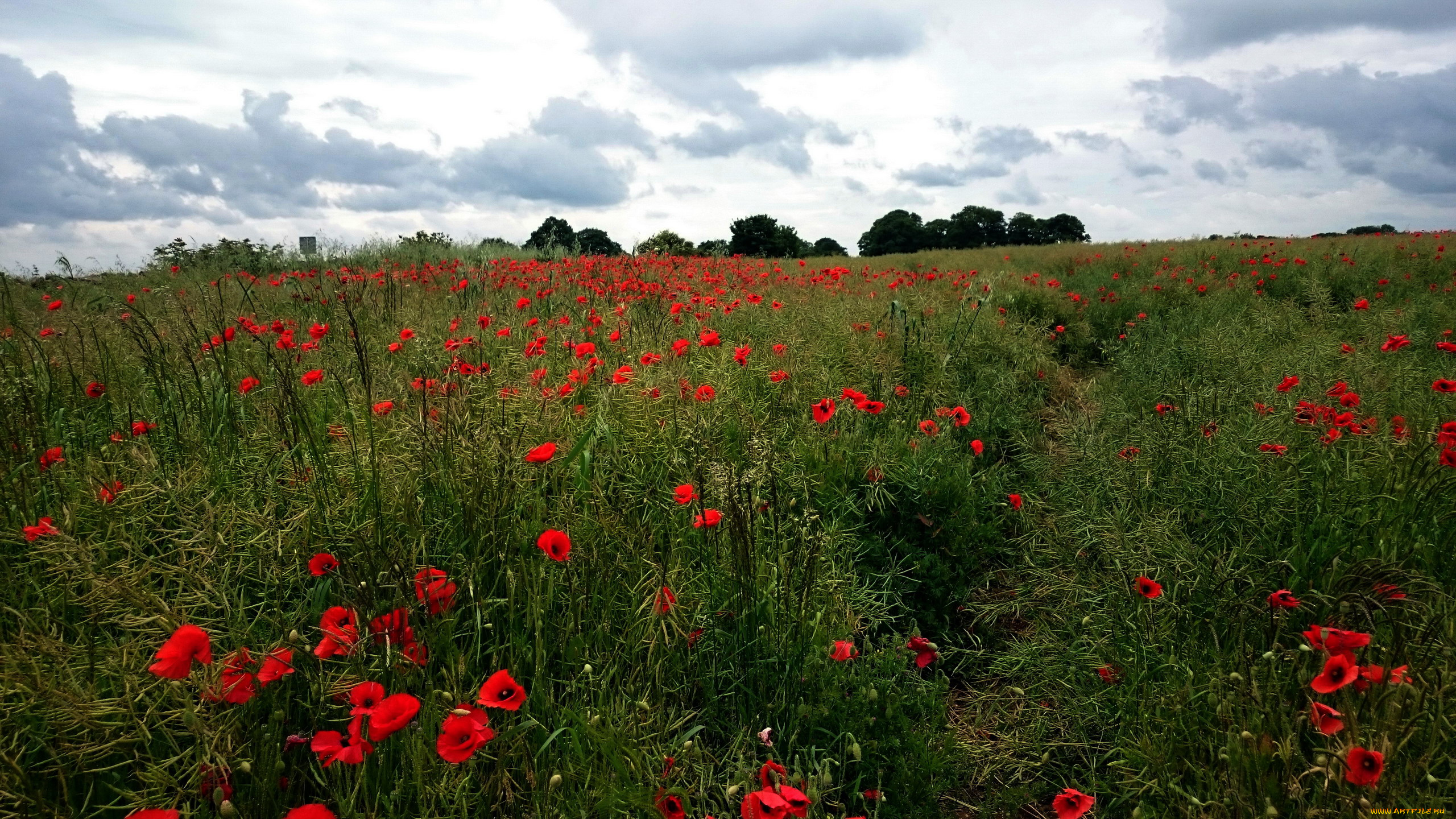 природа, поля, красный, маки, лето