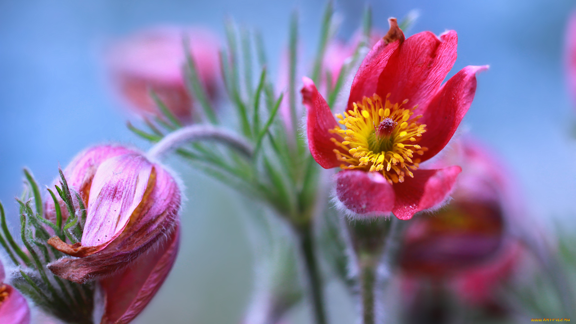 цветы, анемоны, , сон-трава, сон-трава