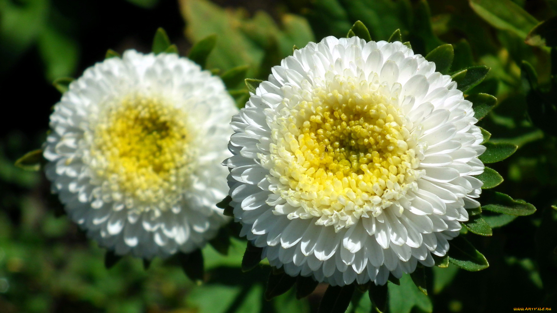 цветы, астры, белый