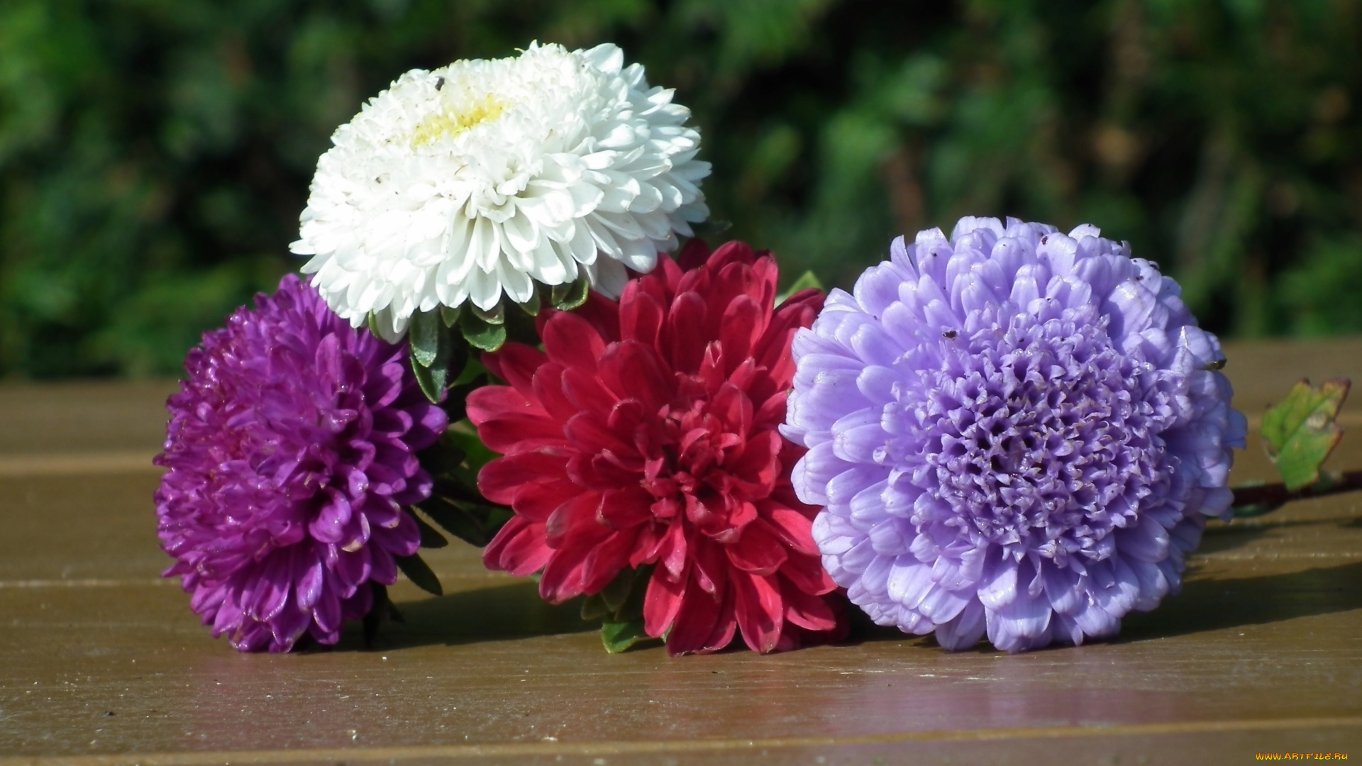 цветы, астры, розовый, белый, лиловый