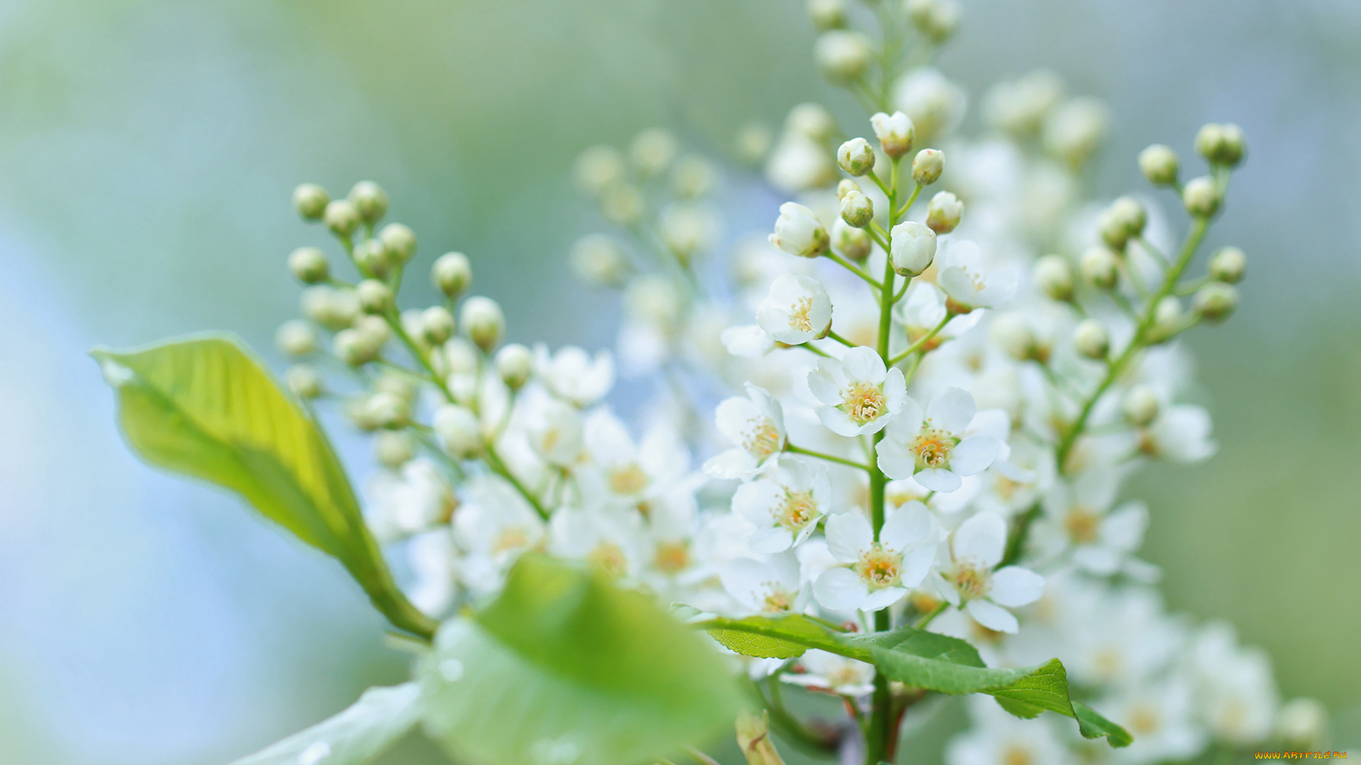 цветы, Черемуха, весна