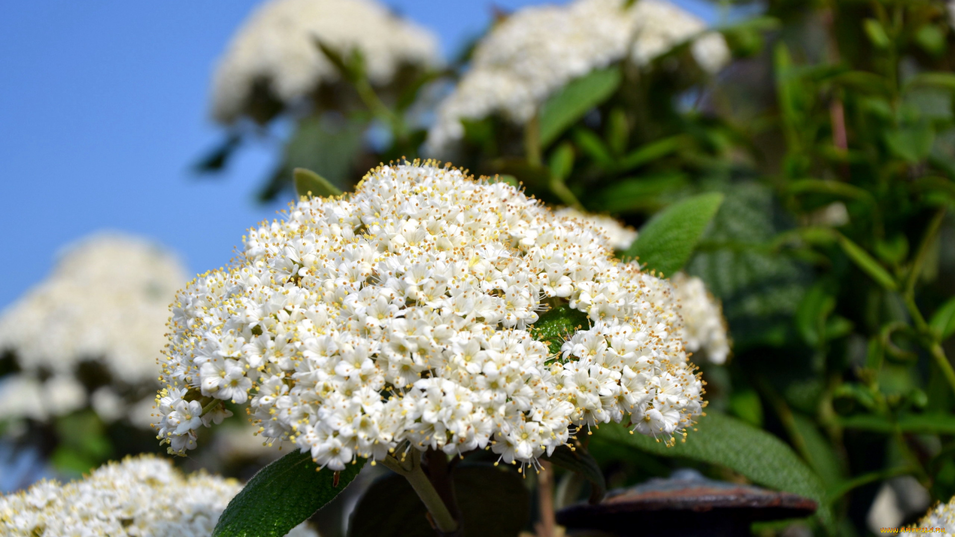цветы, цветущие, деревья, , , кустарники, калина