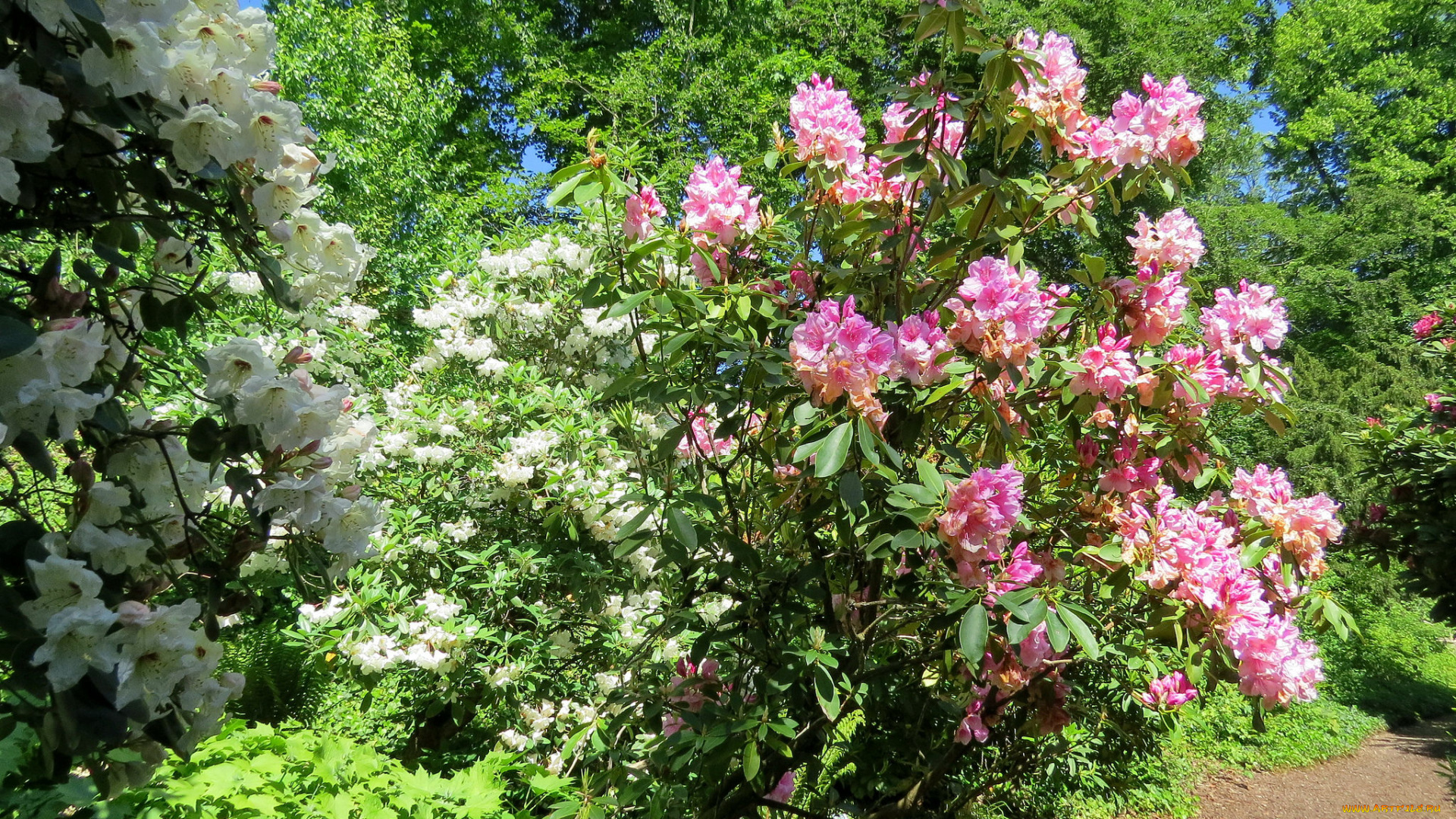 цветы, цветущие, деревья, , , кустарники, кусты, сад