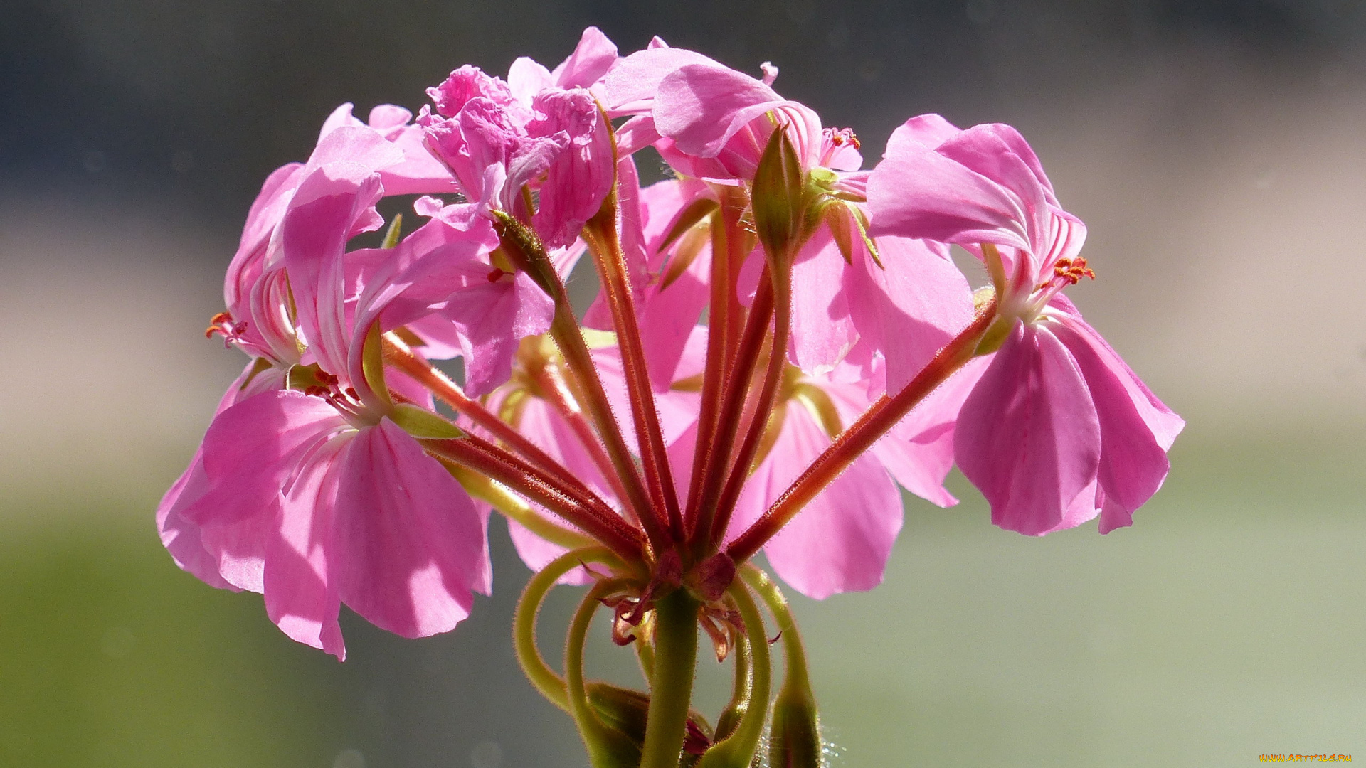 цветы, герань, розовый, макро
