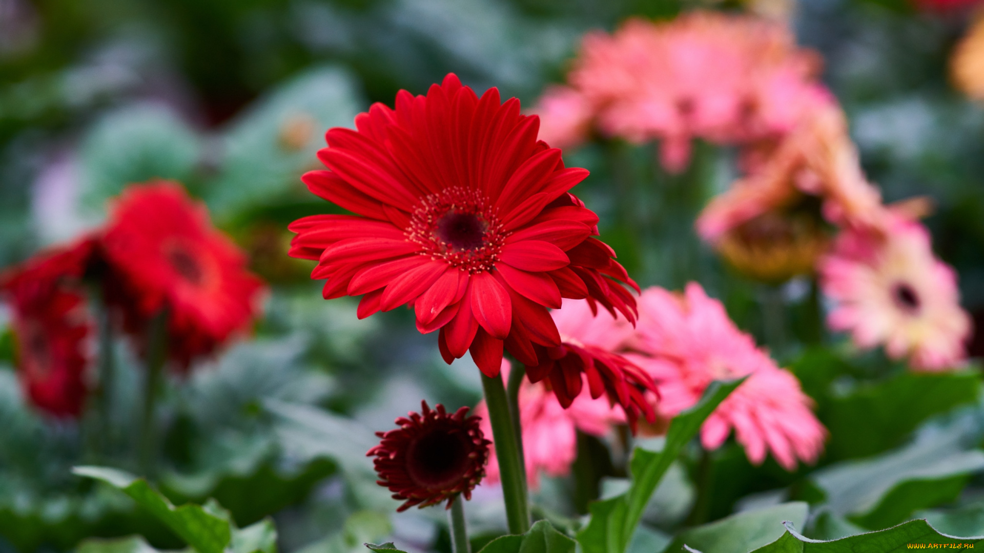 цветы, герберы, алый