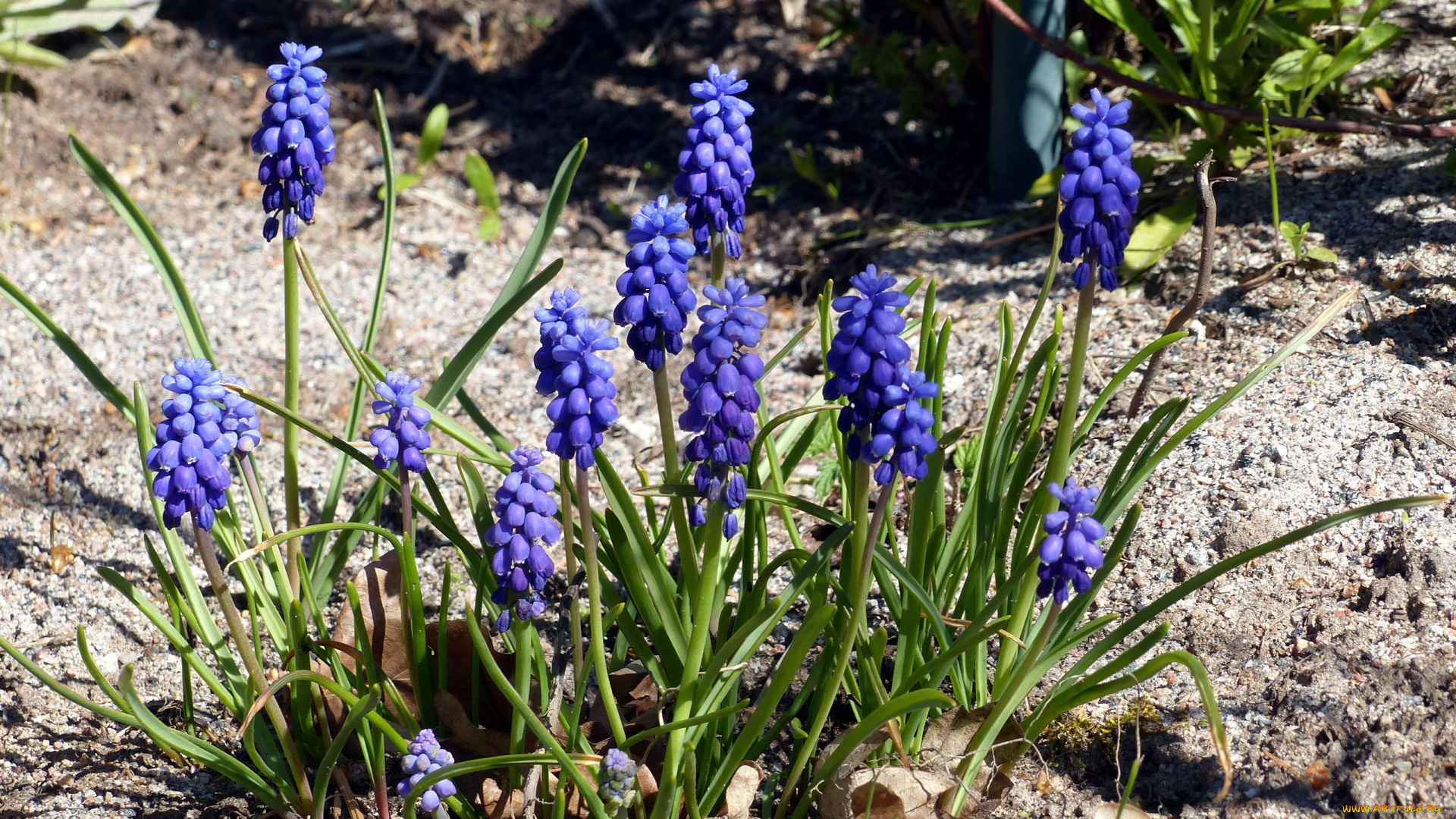 цветы, гиацинты, мускари