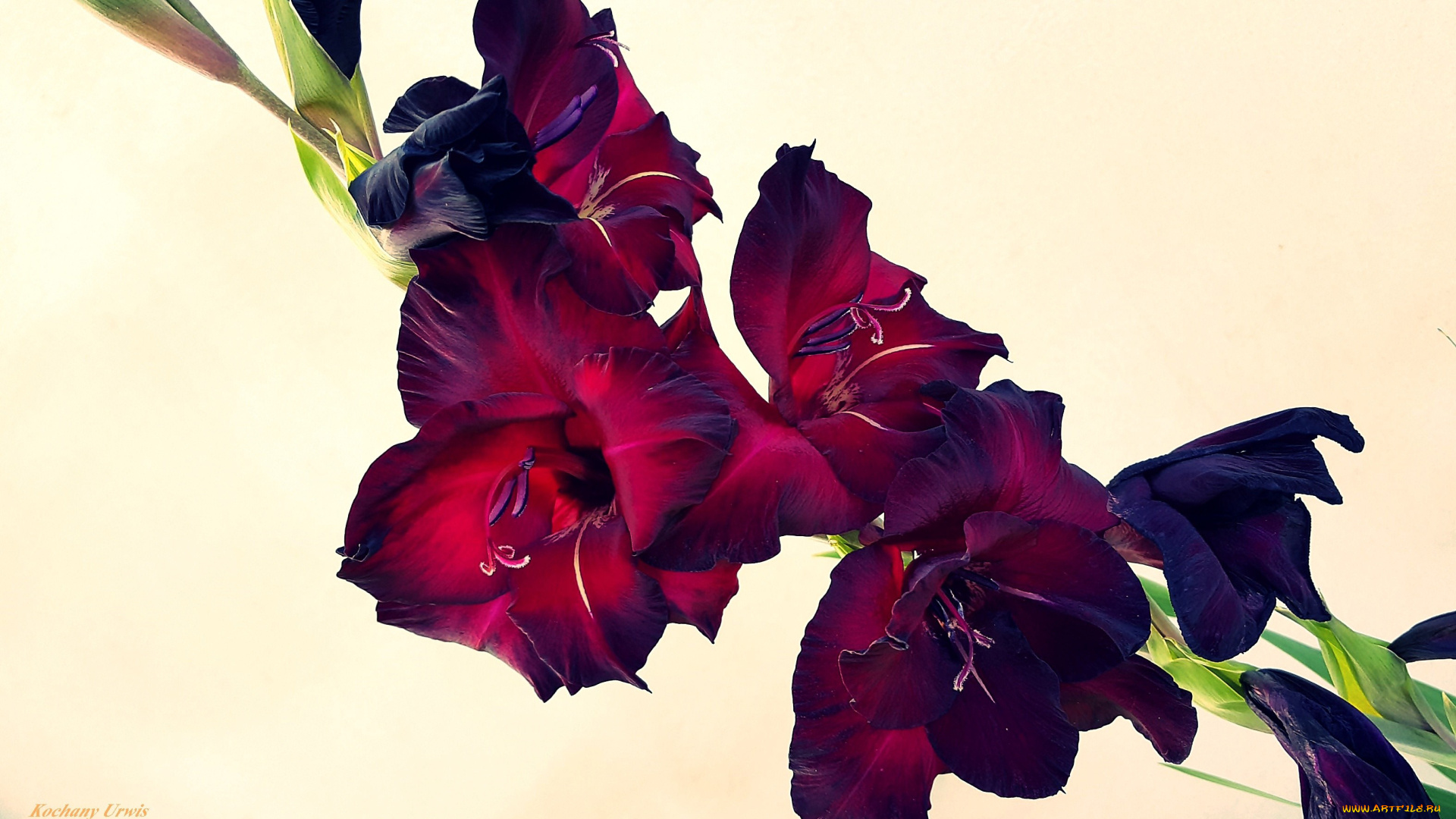 цветы, гладиолусы, бутоны