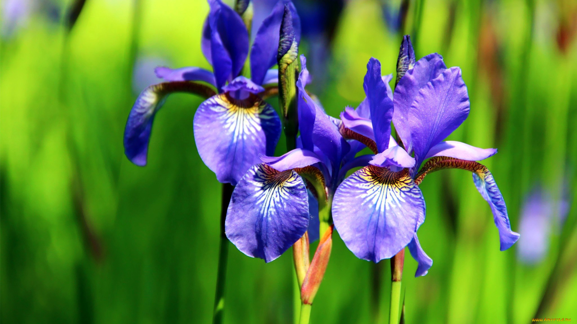 цветы, ирисы, синий