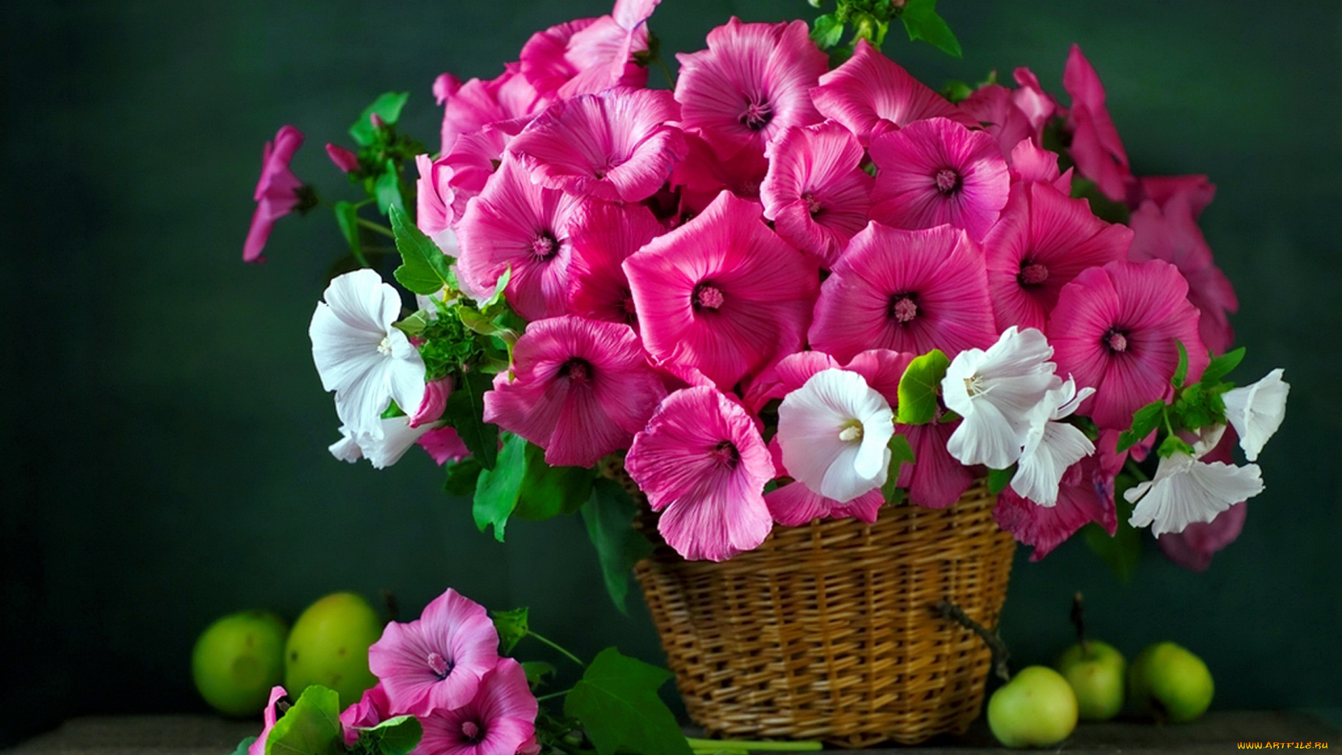 цветы, лаватера, букет, корзинка