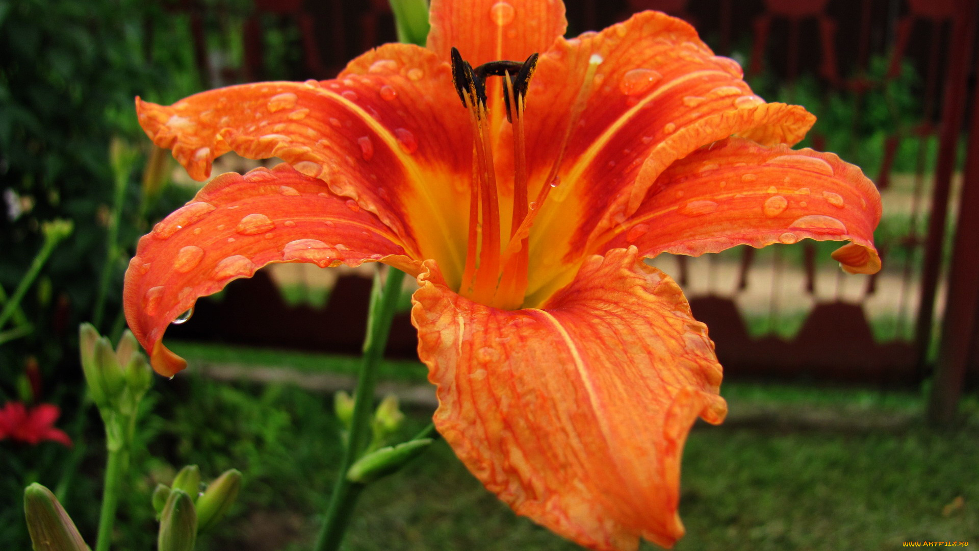 цветы, лилии, , лилейники, капли, лилейник