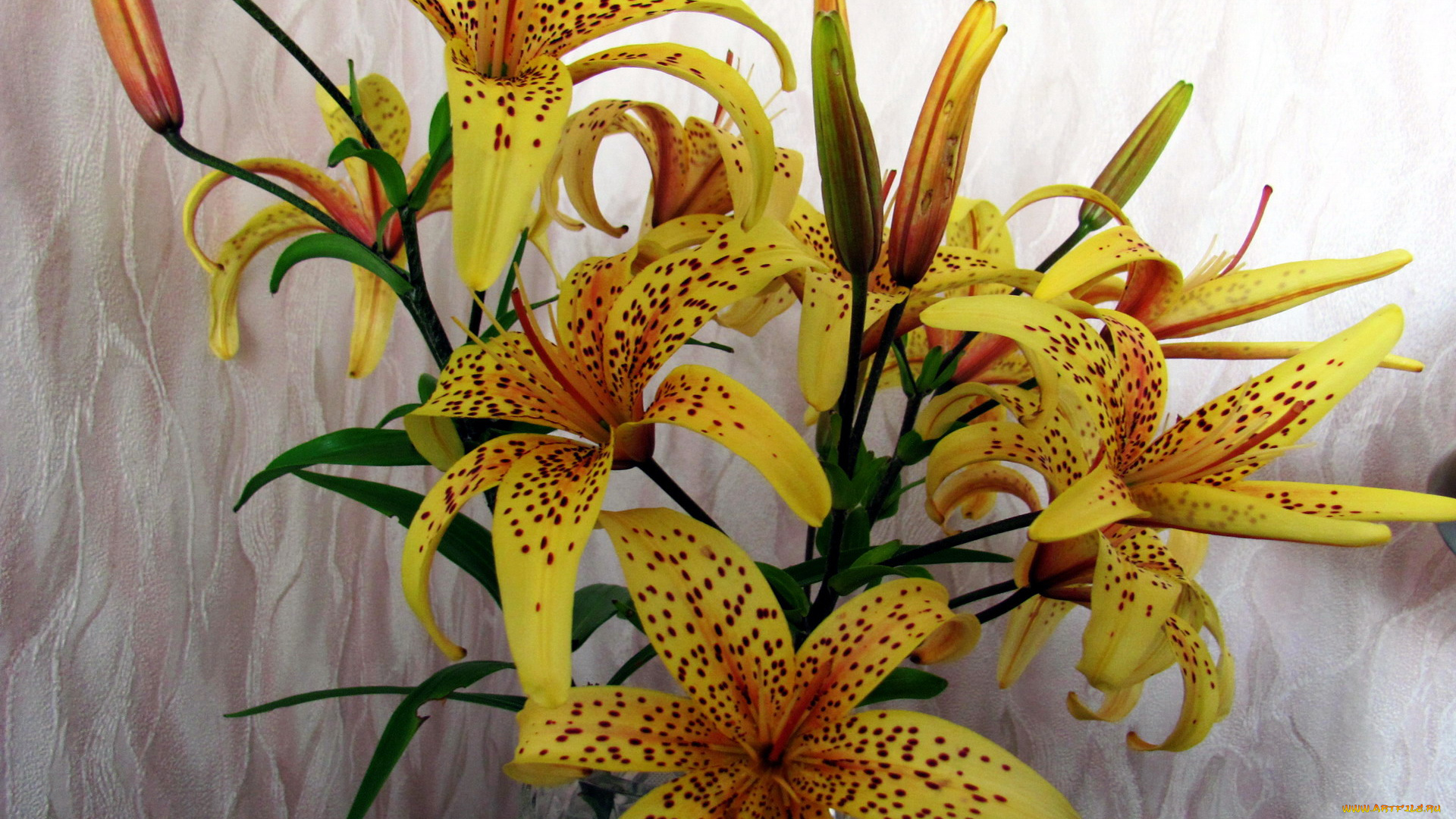 цветы, лилии, , лилейники, крапинки