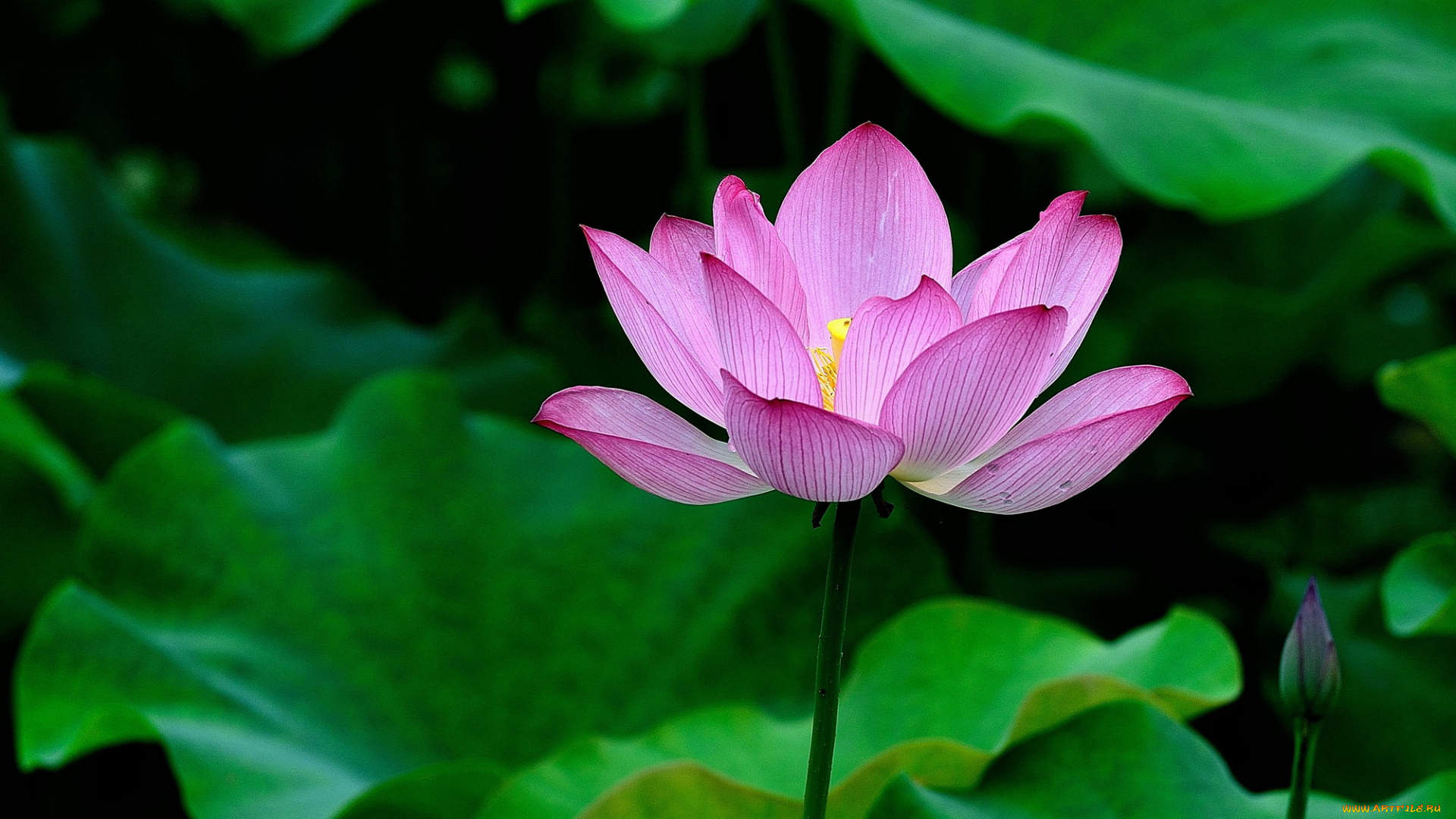 цветы, лотосы, фон, лепестки