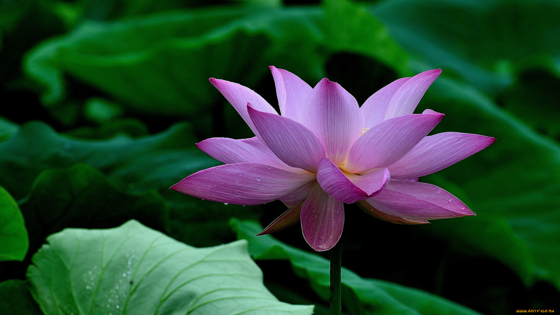 цветы, лотосы, лепестки, фон