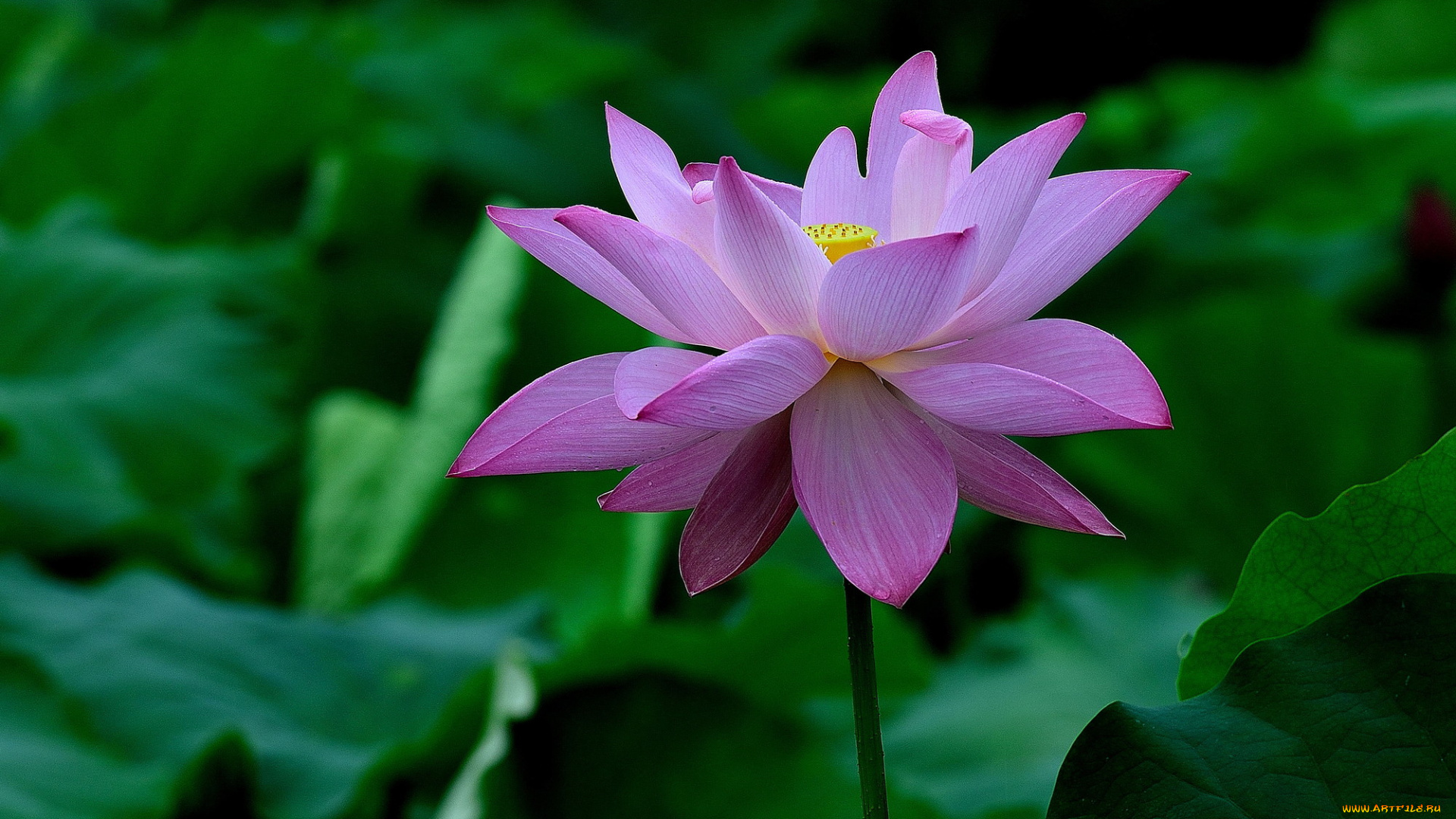 цветы, лотосы, лепестки, фон