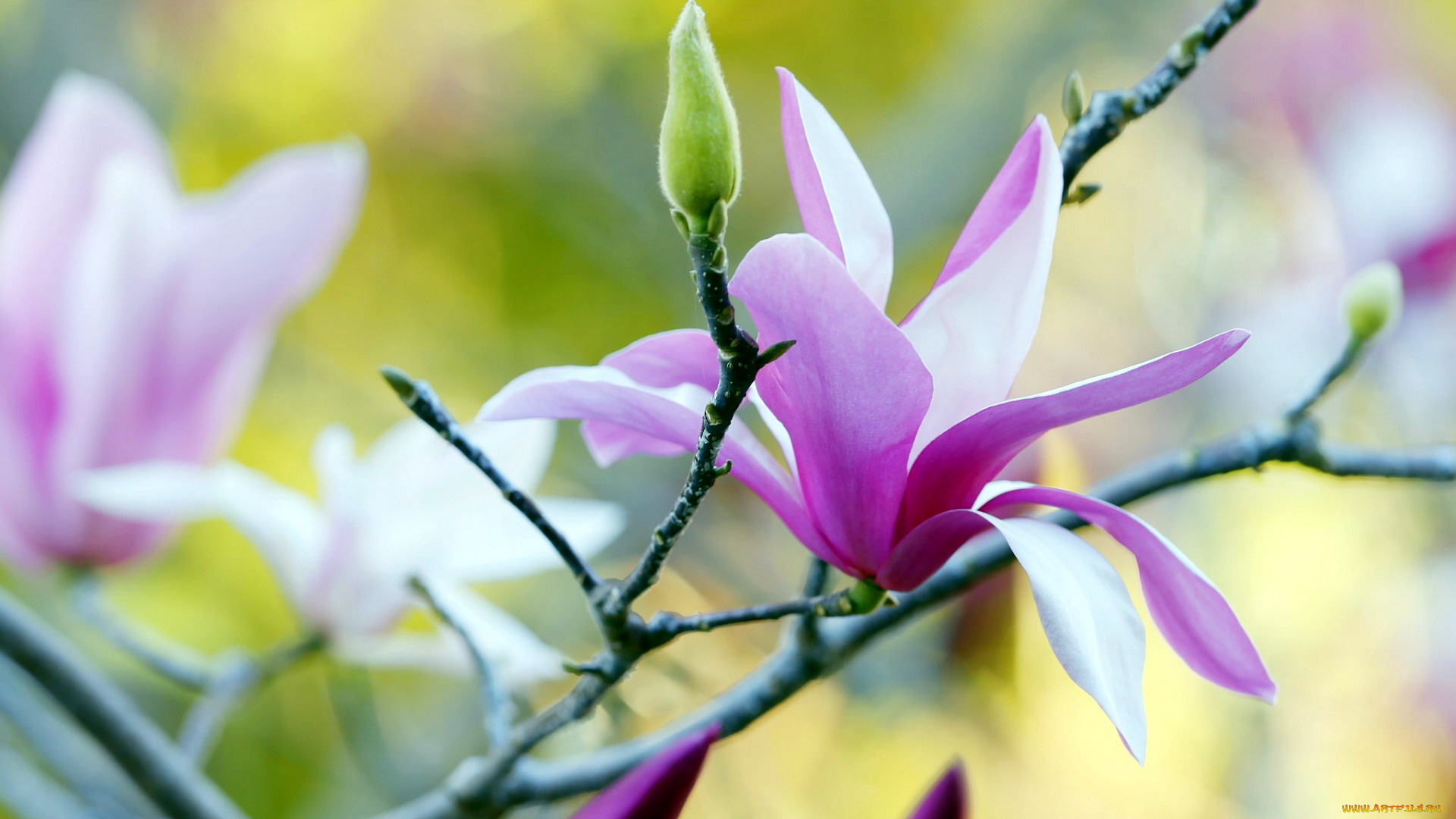 цветы, магнолии, бутон