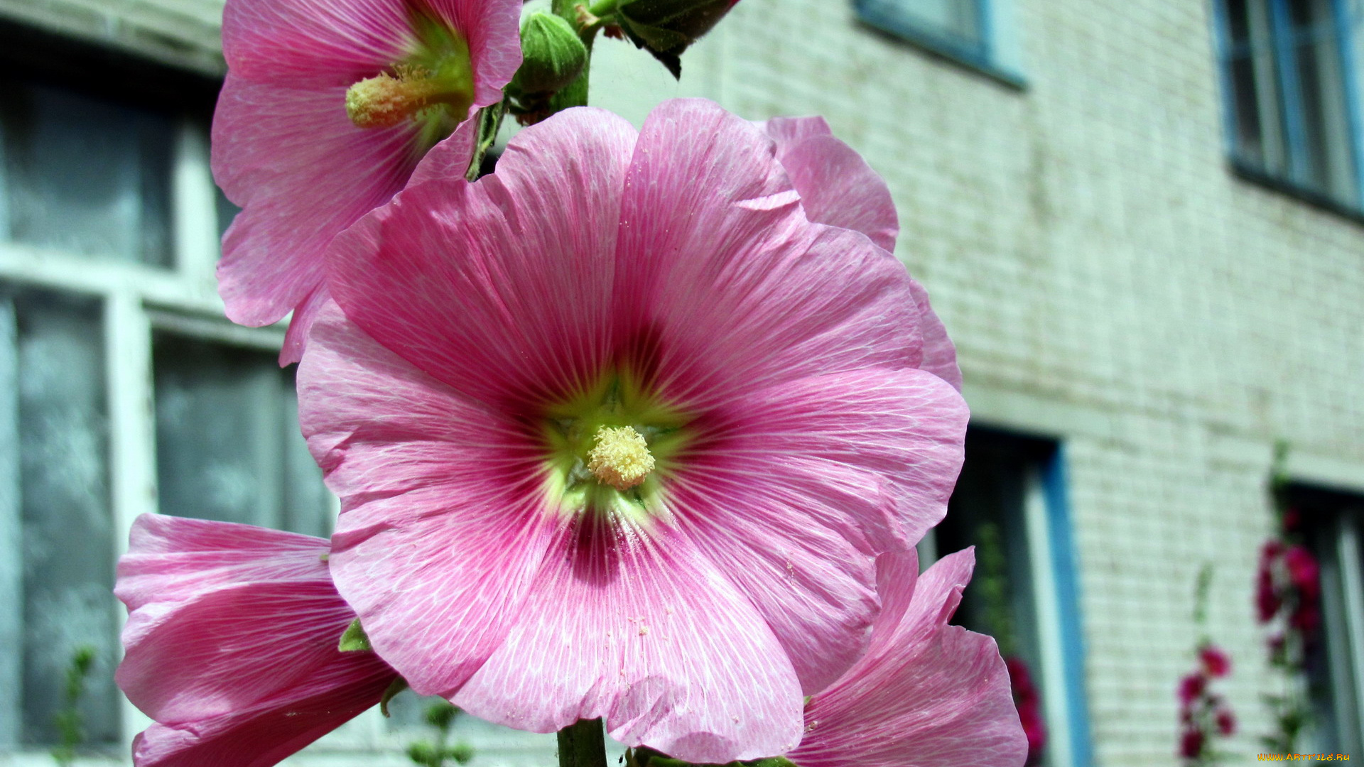 цветы, мальвы, розовый