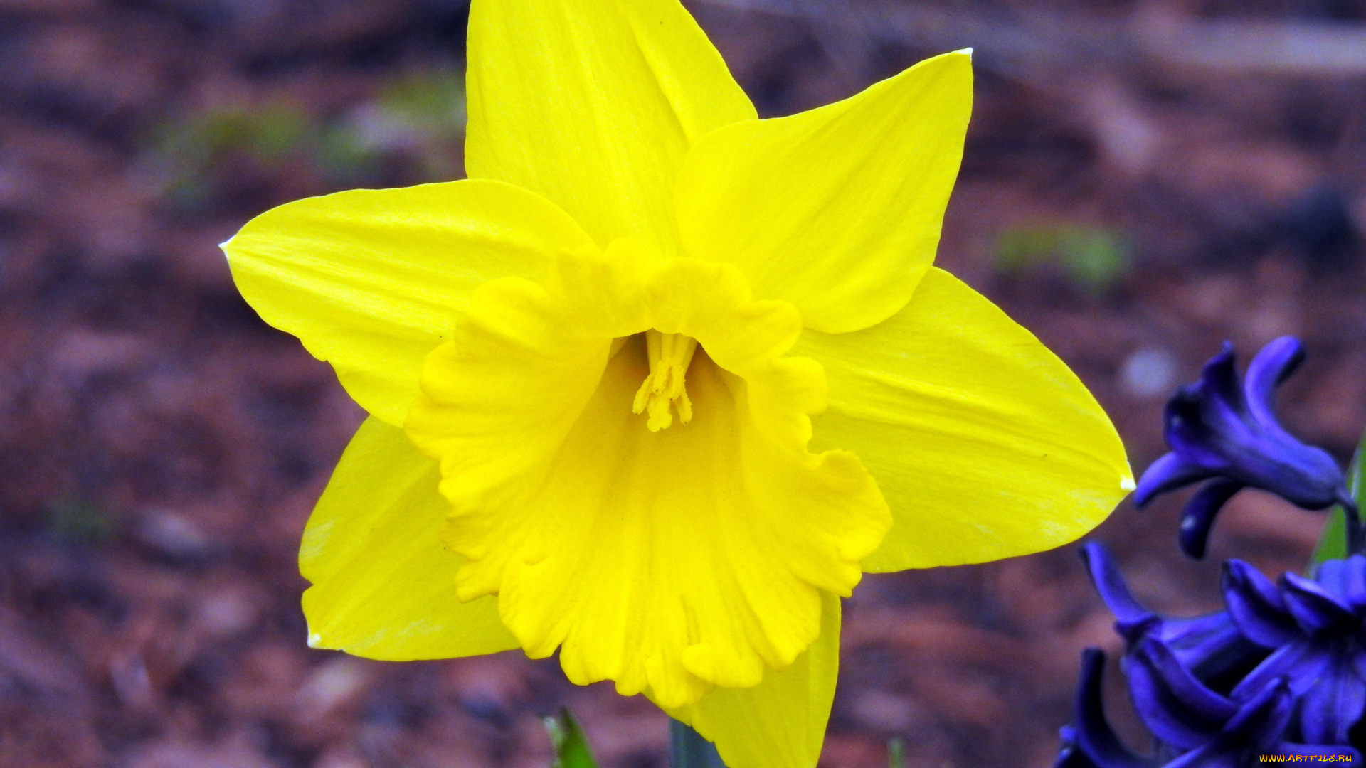 цветы, нарциссы, желтый