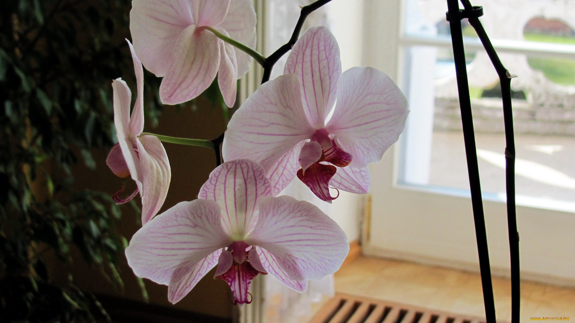 цветы, орхидеи, экзотика