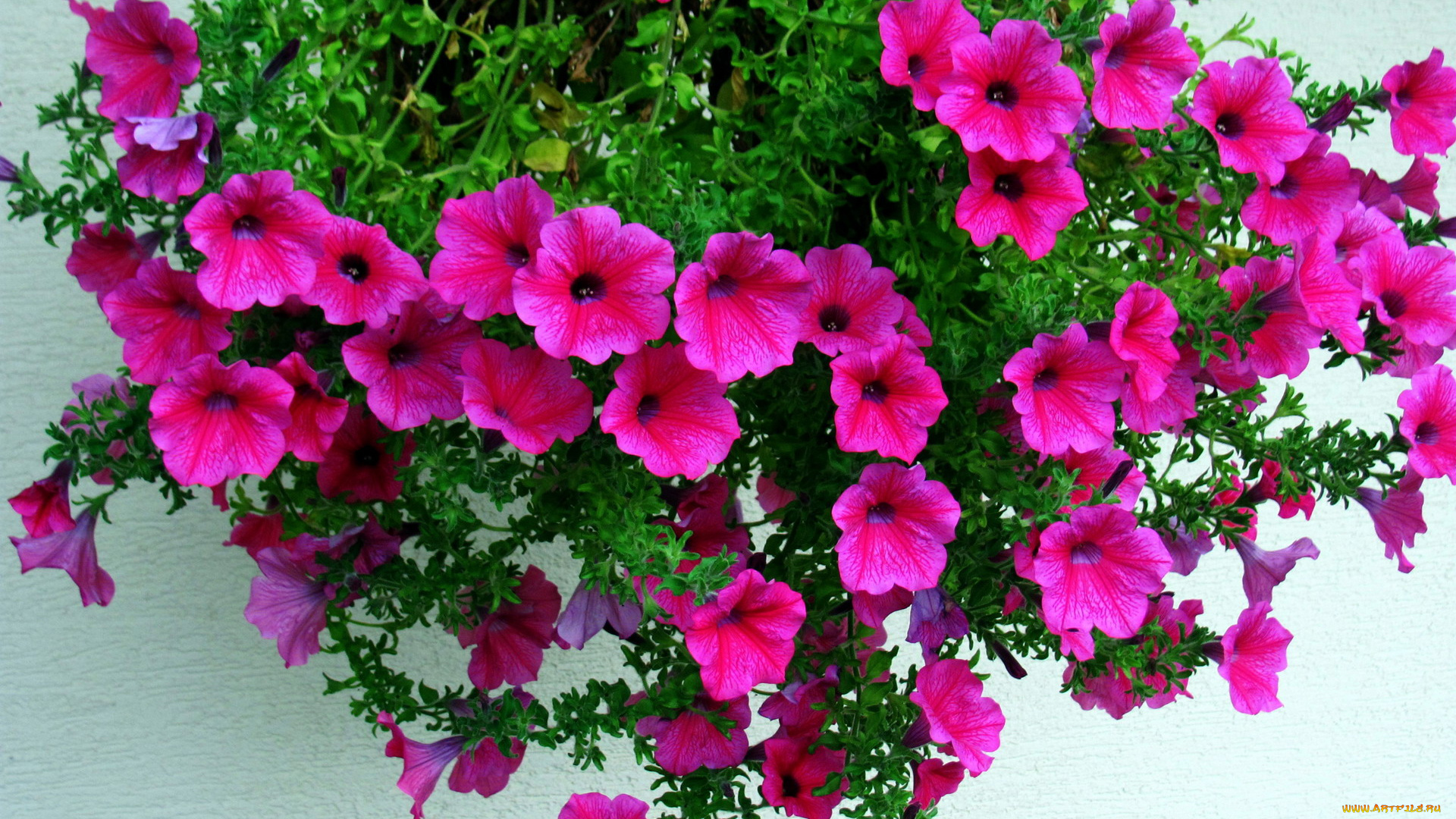 цветы, петунии, , калибрахоа, розовый