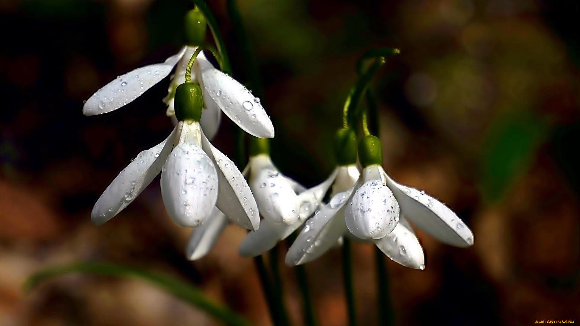 цветы, подснежники, , белоцветники, , пролески, первоцветы